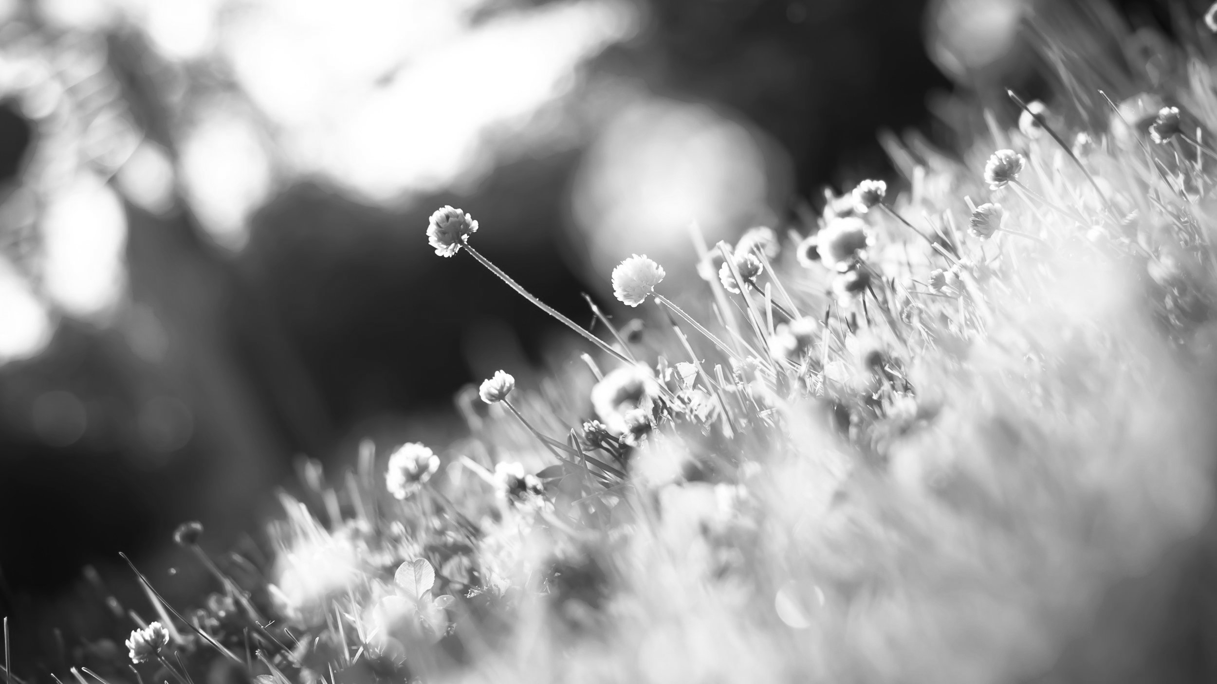 pexels-photo-102896-spring.jpeg