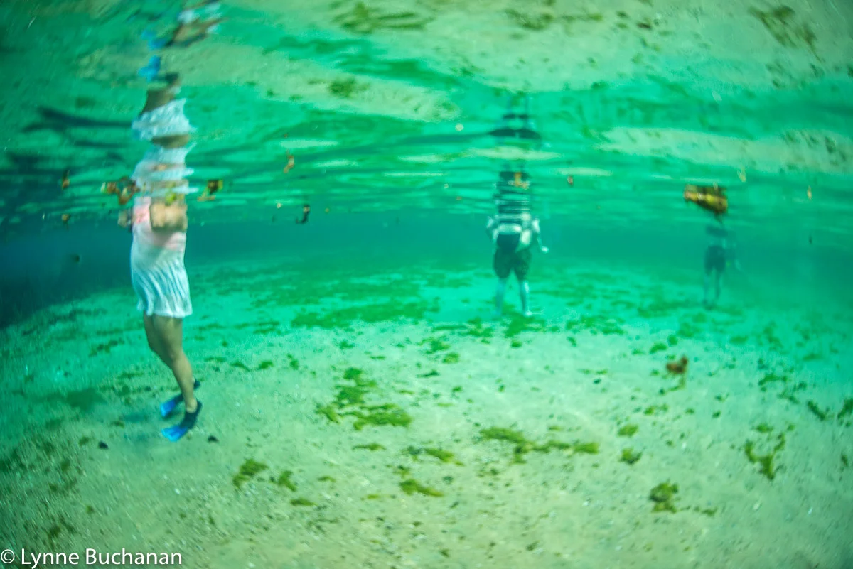 Floating in an Alien Algae Infested Waterscape, Alexander Springs Alexander Springs is located in the Ocala National Forest and is the only first magnitude spring in the federal parks and forests system. At the main headsprings, there are sea grasses and white sand. There are also deep cliffs and carved limestone boulders that extend to a depth of about 25 feet. It is one of the most dramatic springs I have seen and swimming in it I definitely felt connected but not domineering. Yet for all its natural beauty, bounded by hardwood and palm forests, pine-wooded hills and a sand beach, the water is filled with lots of algae. Some is merely a thin coating on the sand and rocks below, which is a bit less alarming than encountering large clumps as I did. There were fewer sea grasses and the underwaterscape felt barren and foreign.
