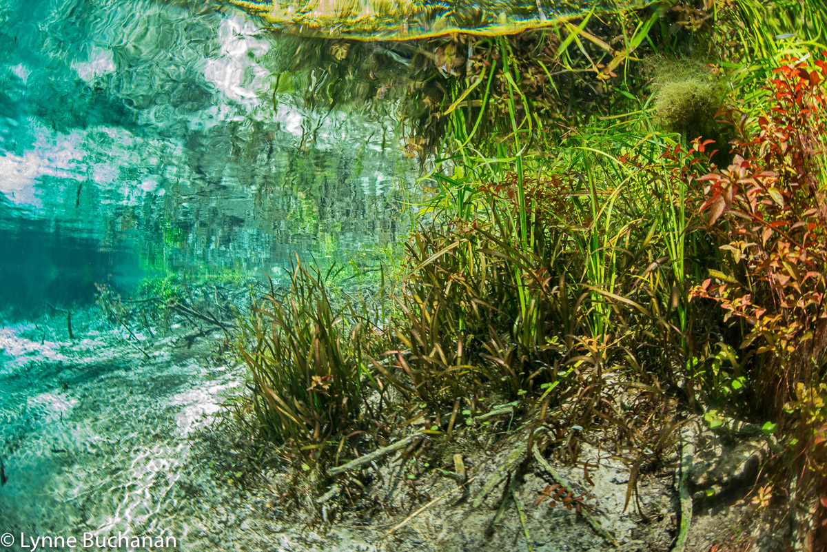Naked Springs Vegetation with Some Algae Intrusion Naked Springs, Blue Springs, Little Blue, and Johnson Springs in Gilchrist County are among the less impaired springs I have visited in recent years. The park where these springs are located has been privately owned since 1958 and is in a relatively undeveloped area. The levels of nitrates and phosphates are lower than in other springs and there is less algae and invasive vegetation. The surface of the water is not filled with invasive aquatics that block out the light, so there is more variety in the grasses and vegetation and the springs are more colorful from an aesthetic perspective. The biodiversity of native vegetation in turn leads to more turtles, snails, and fish. Manatees are sometimes spotted entering Blue Springs from the Santa Fe River. 