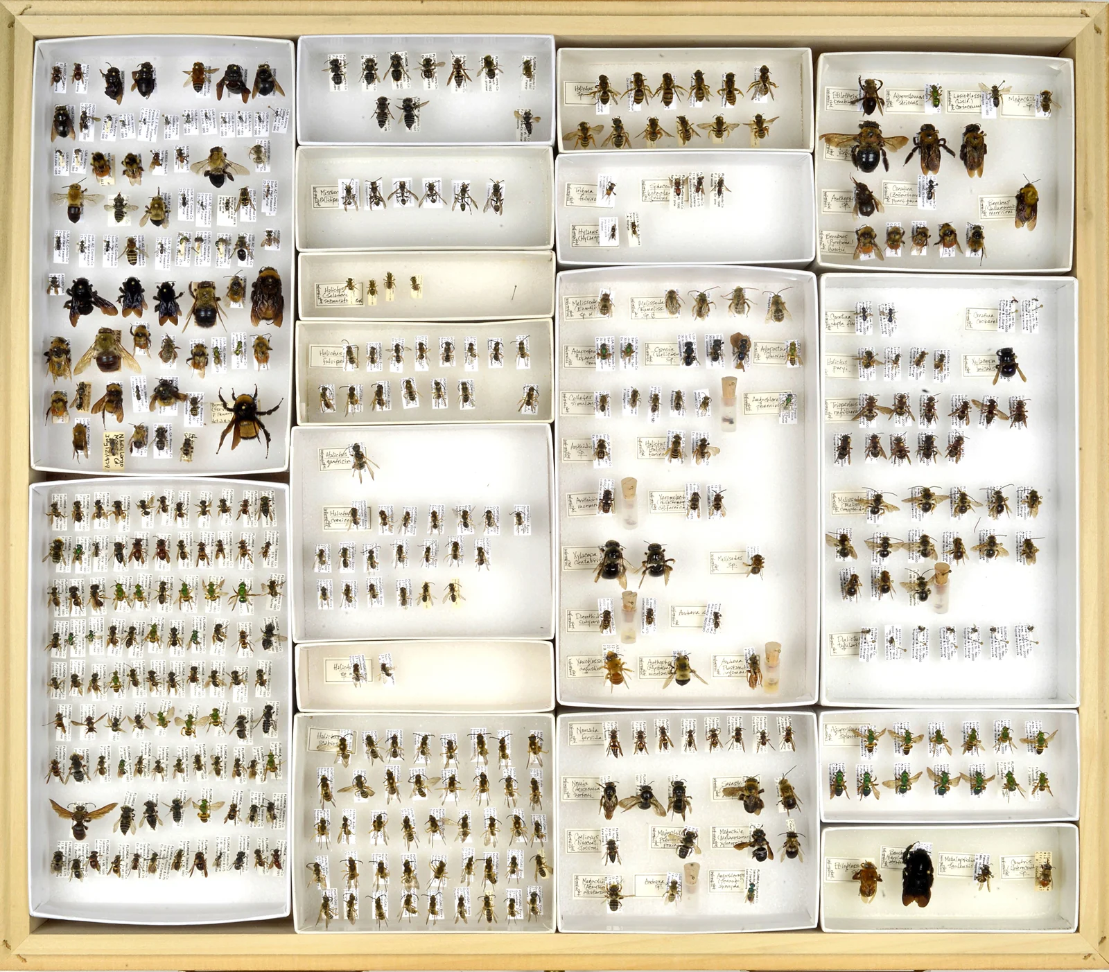 Bee Collection , Variety, inkjet print, archival paper, 2015