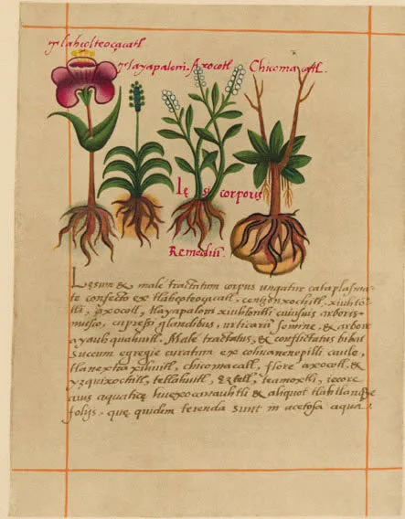 CodBadianus1.jpg