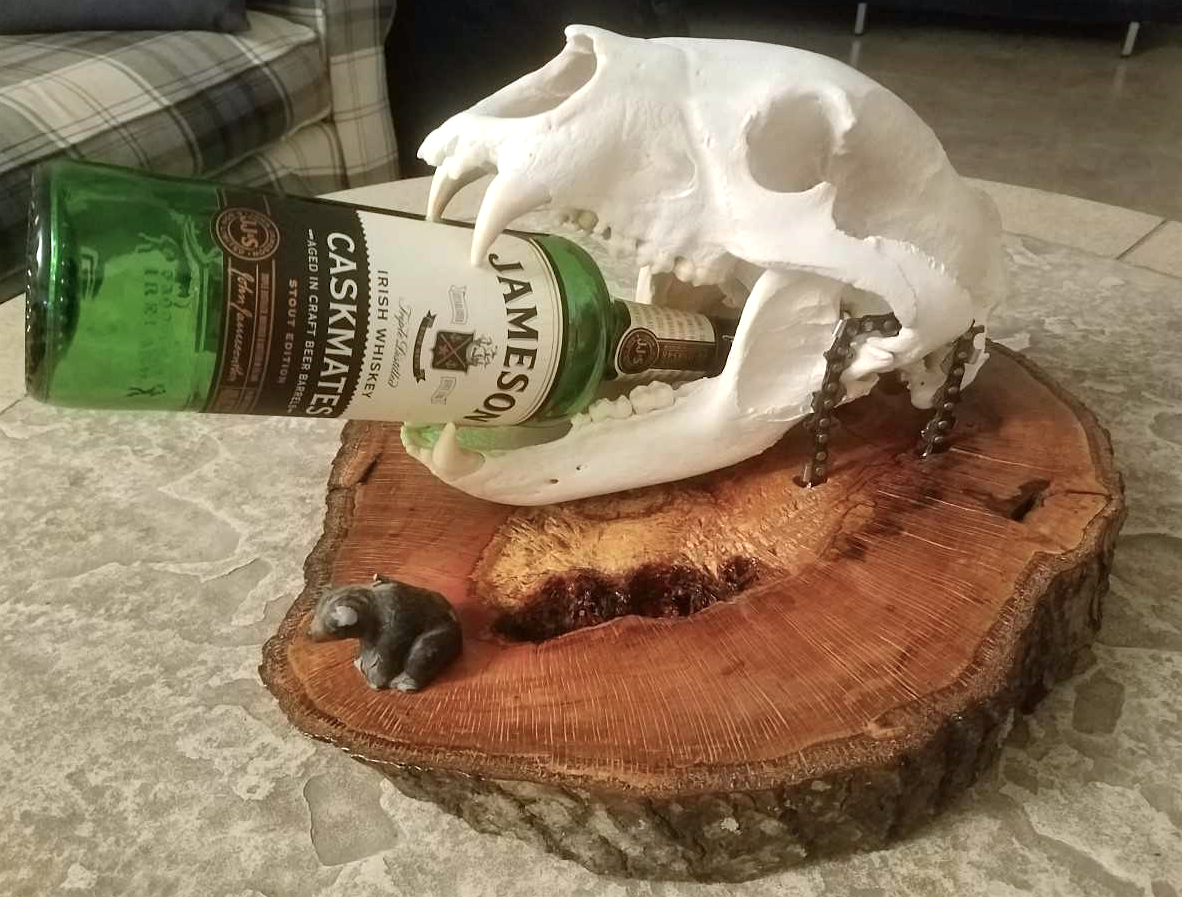 Black bear skull