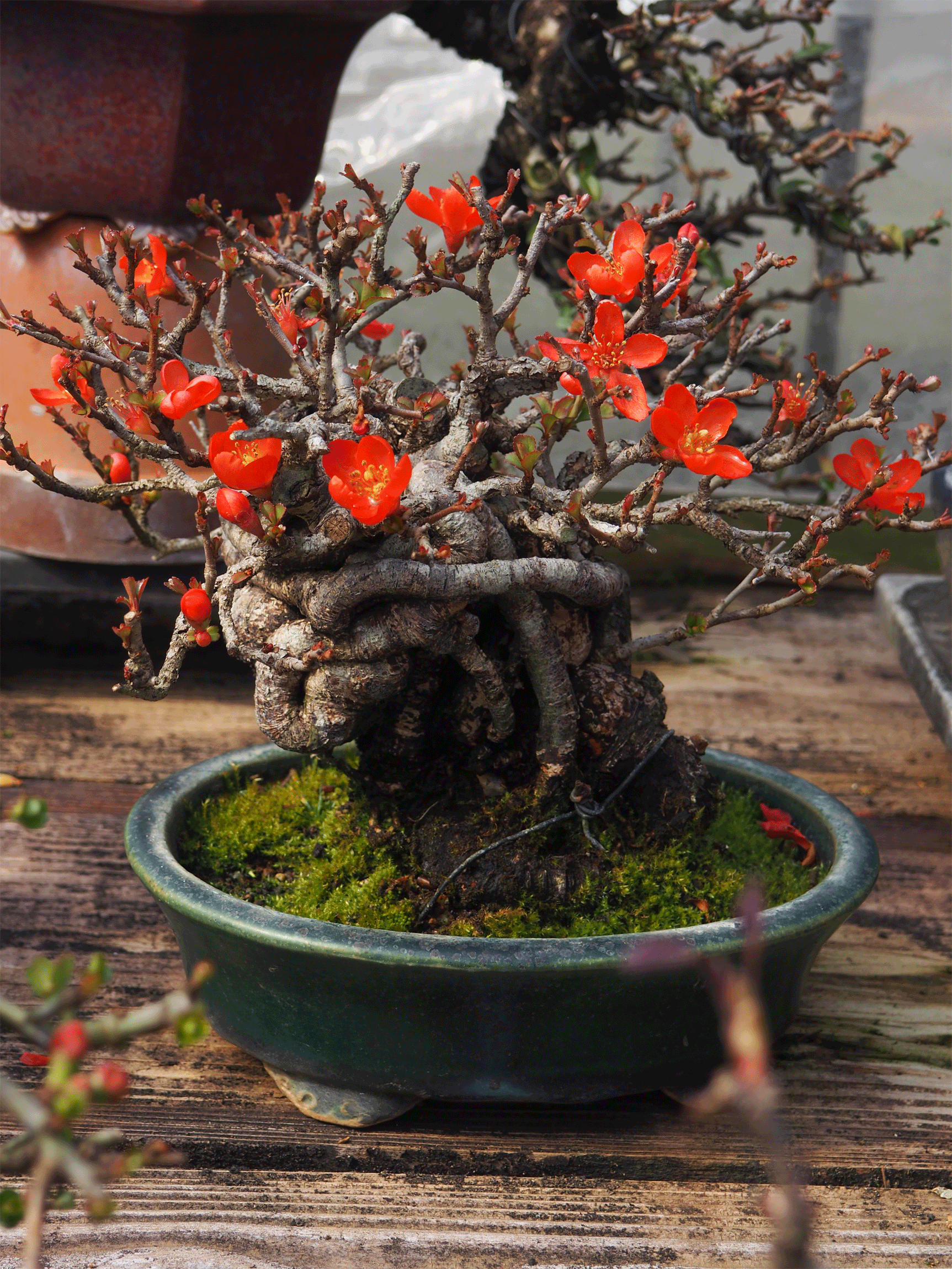 Kifu-Bonsai-Contact-Page-II.gif
