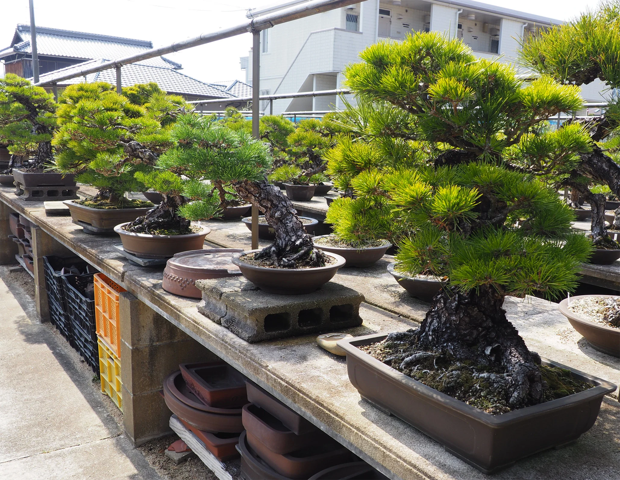 Pine shot for BBS workshop 2018.jpg