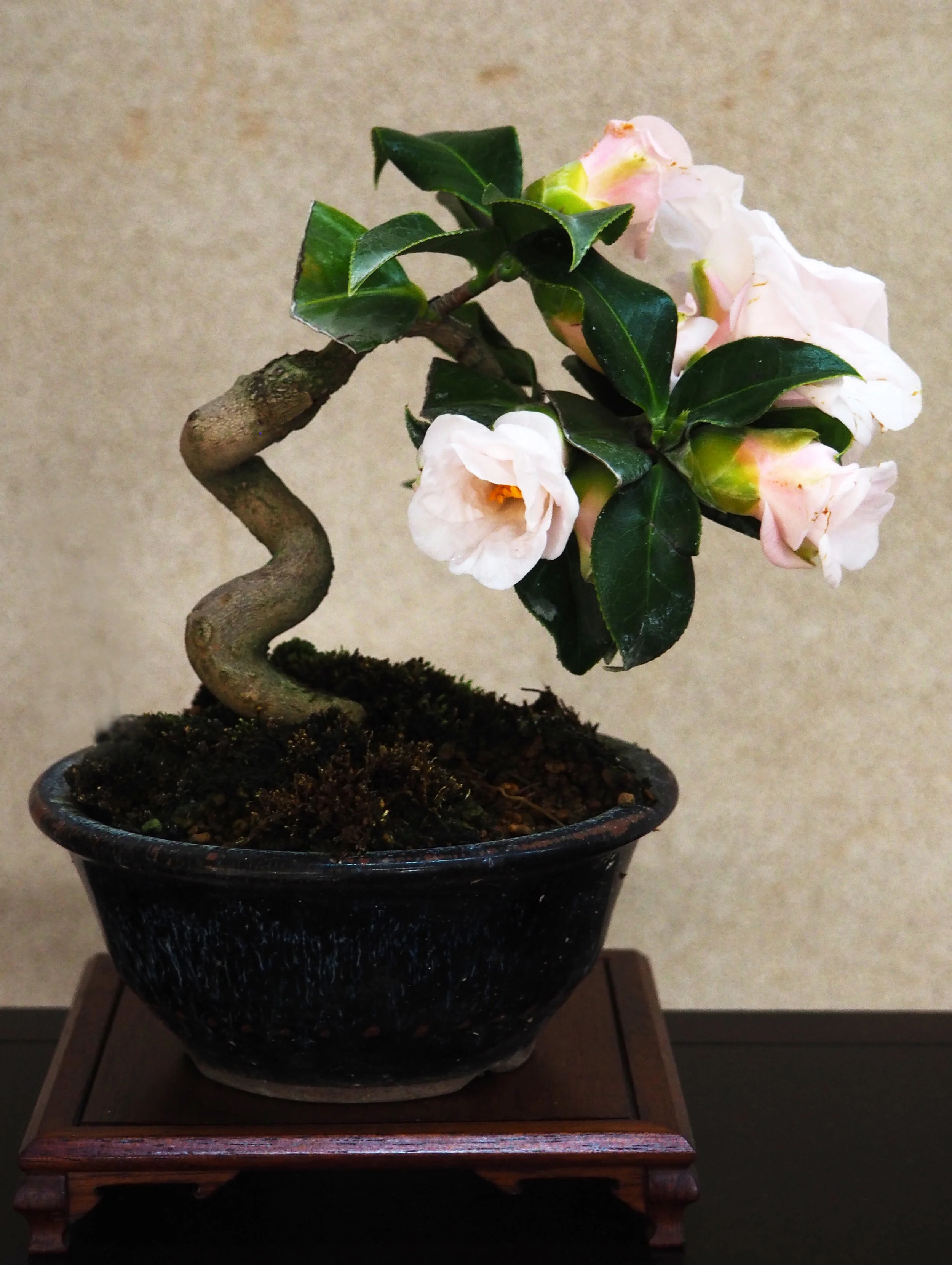 Shohin Class 2018 copy.jpg
