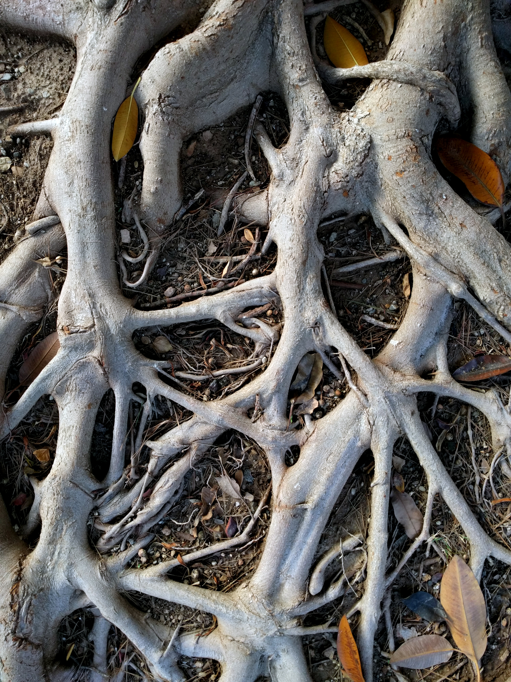 Ficus for site 2018.jpg