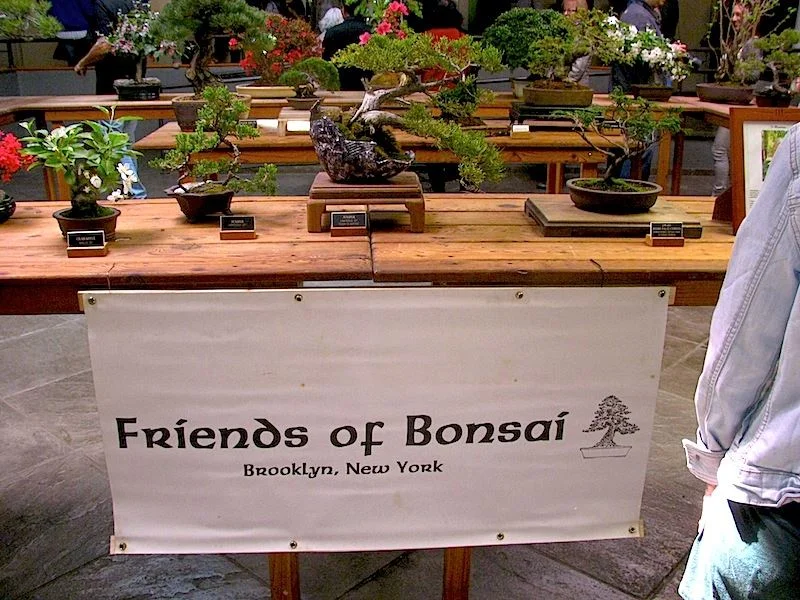Friends of Bonsai.jpg