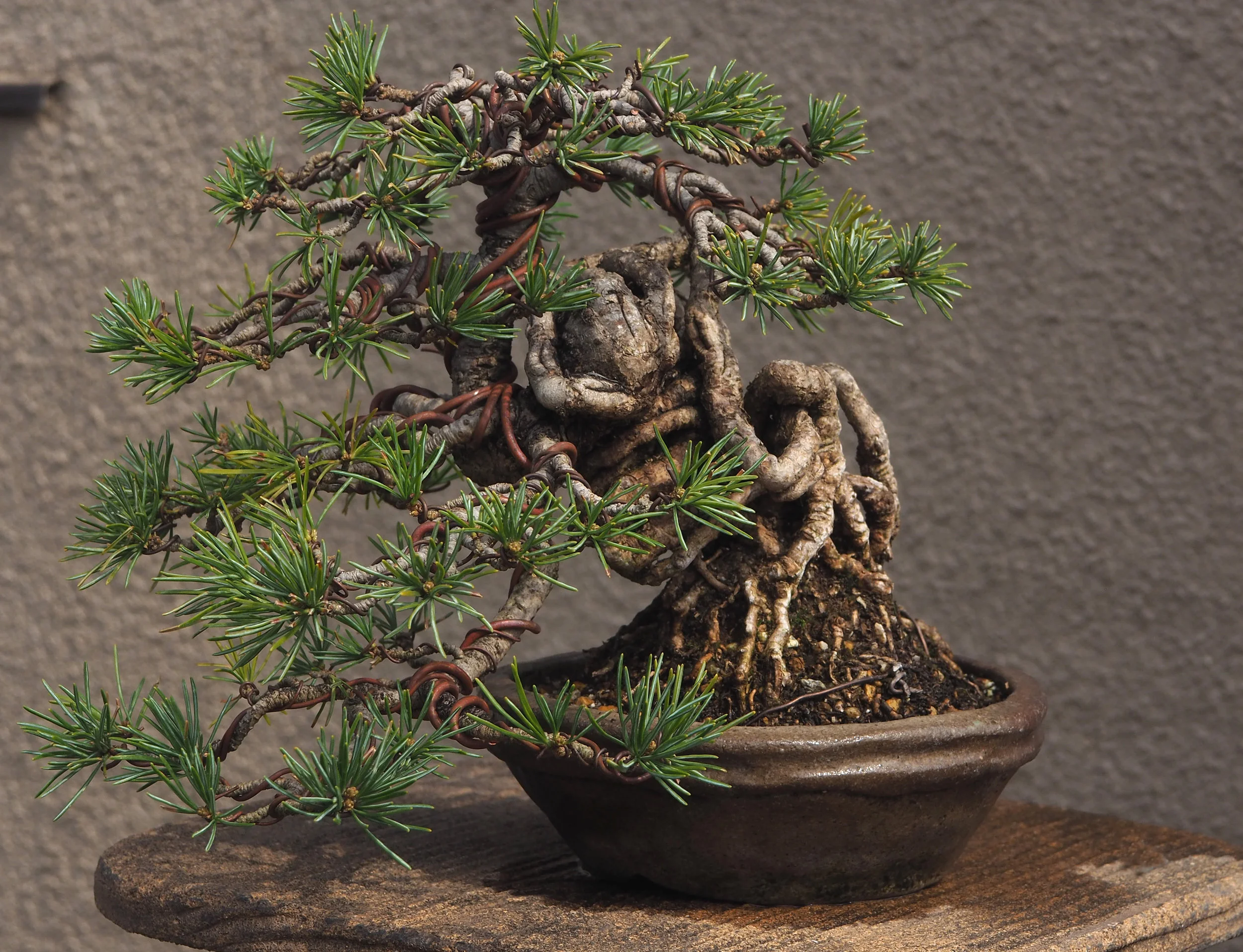 Anthonys Black Pine.jpg