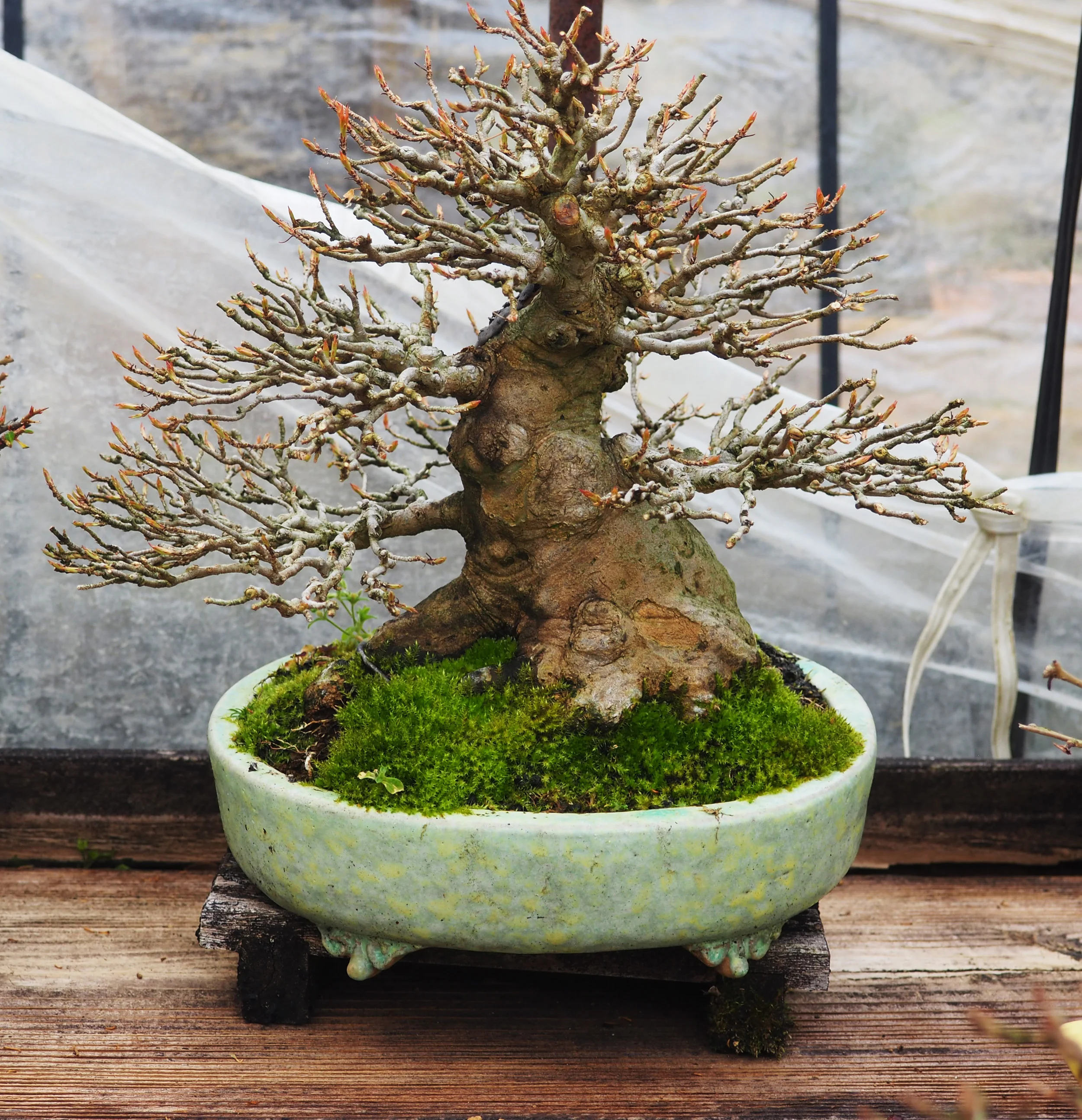 Trident Maple Bonsai 2017.jpg
