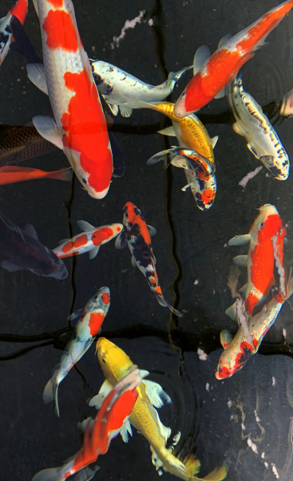 KOI AND BONSAI OPEN HOUSE FALL 2020  Kifu Bonsai