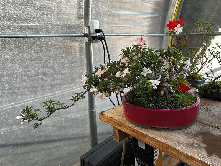 Kifu Bonsai OPEN HOUSE JUNE 1-2, 2024 ~ ALL ARE WELCOME!  Kifu Bonsai