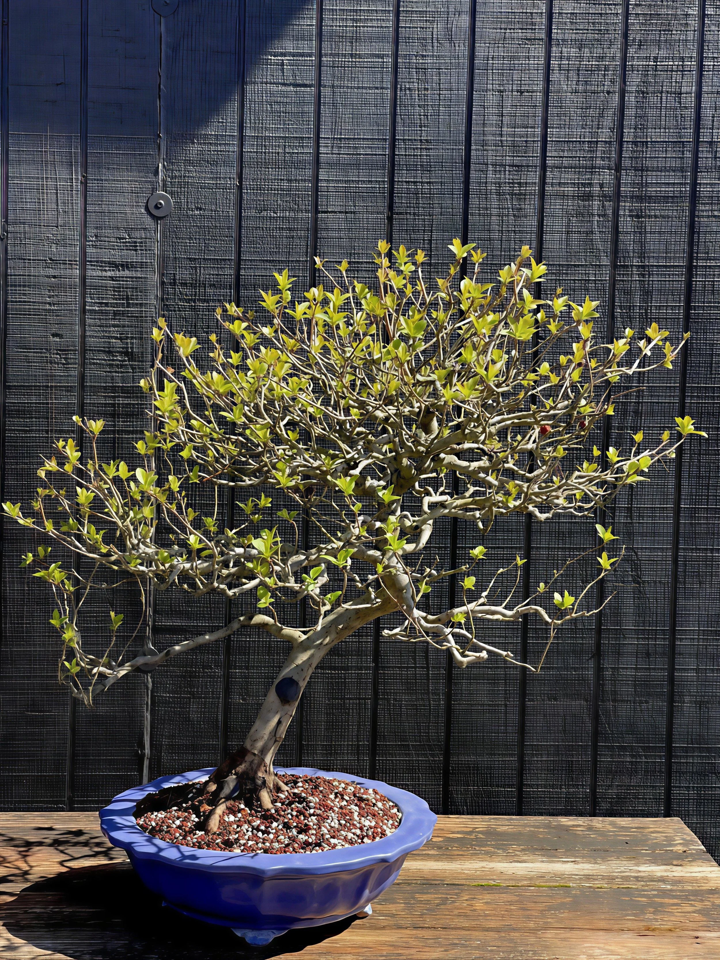 DECIDUOUS Repotting, small group session, one date only