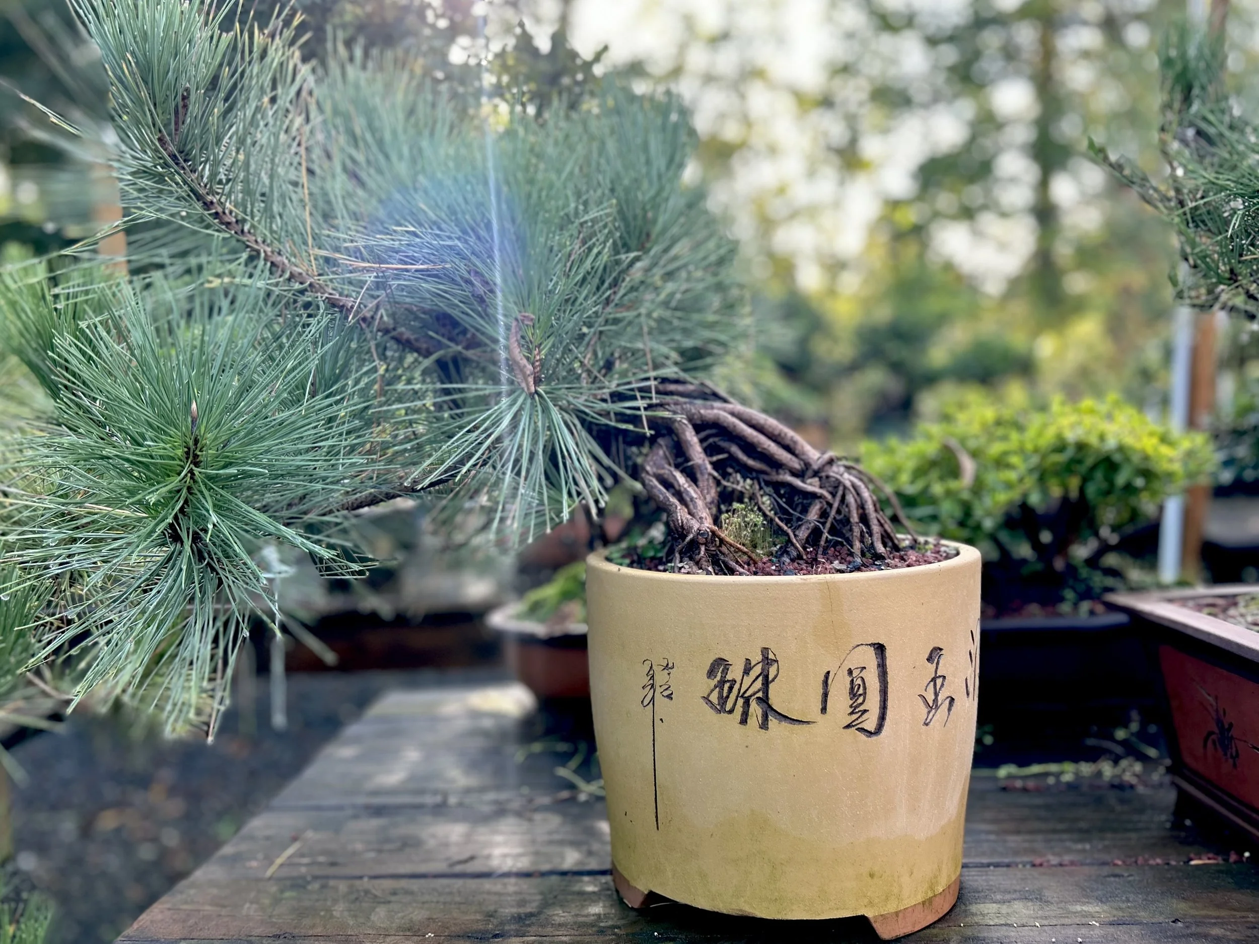 Your Troubled Tree, small group session, one date only 