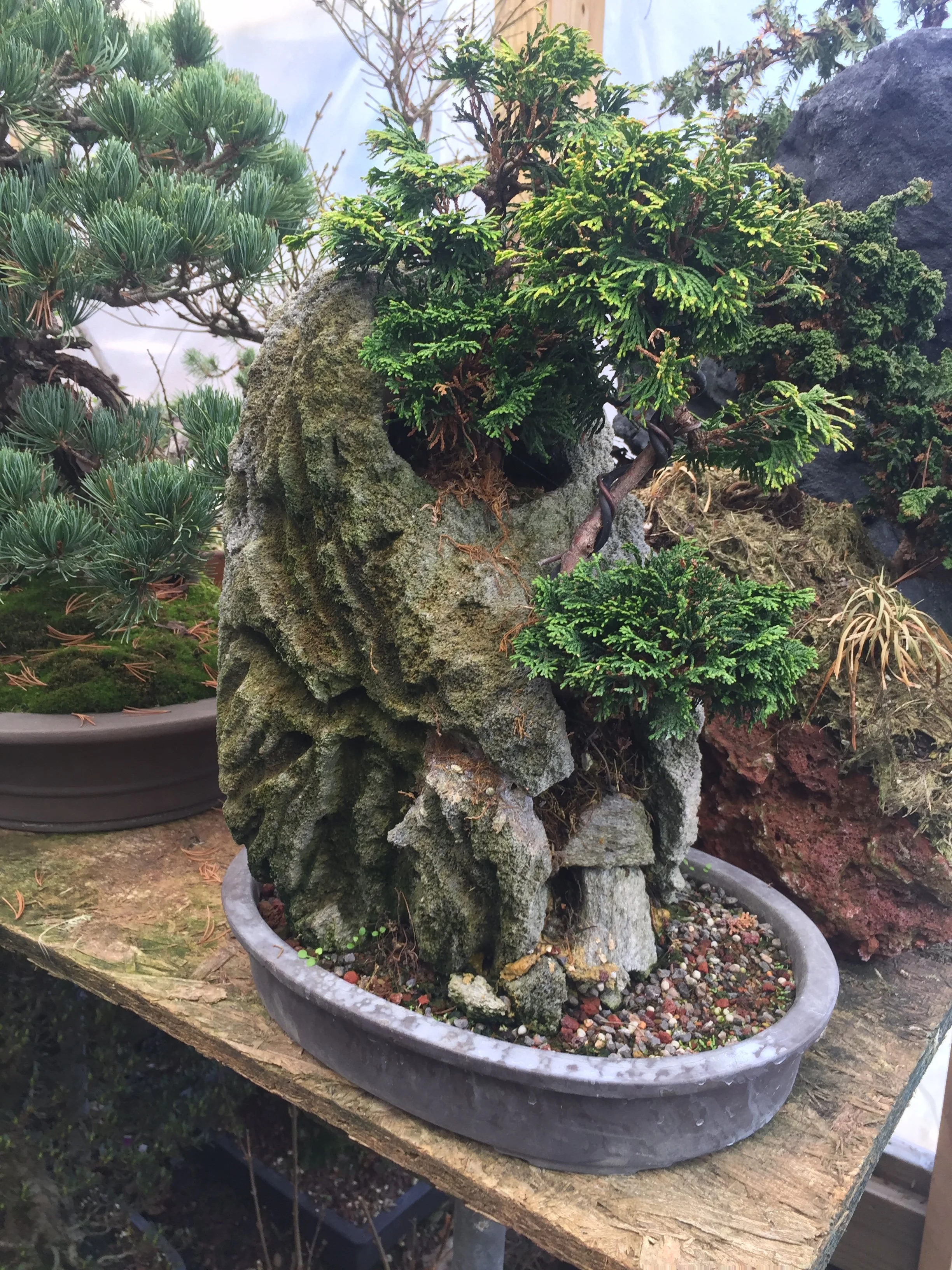 EVERGREEN REPOTTING, Small Group Session, One Date only 