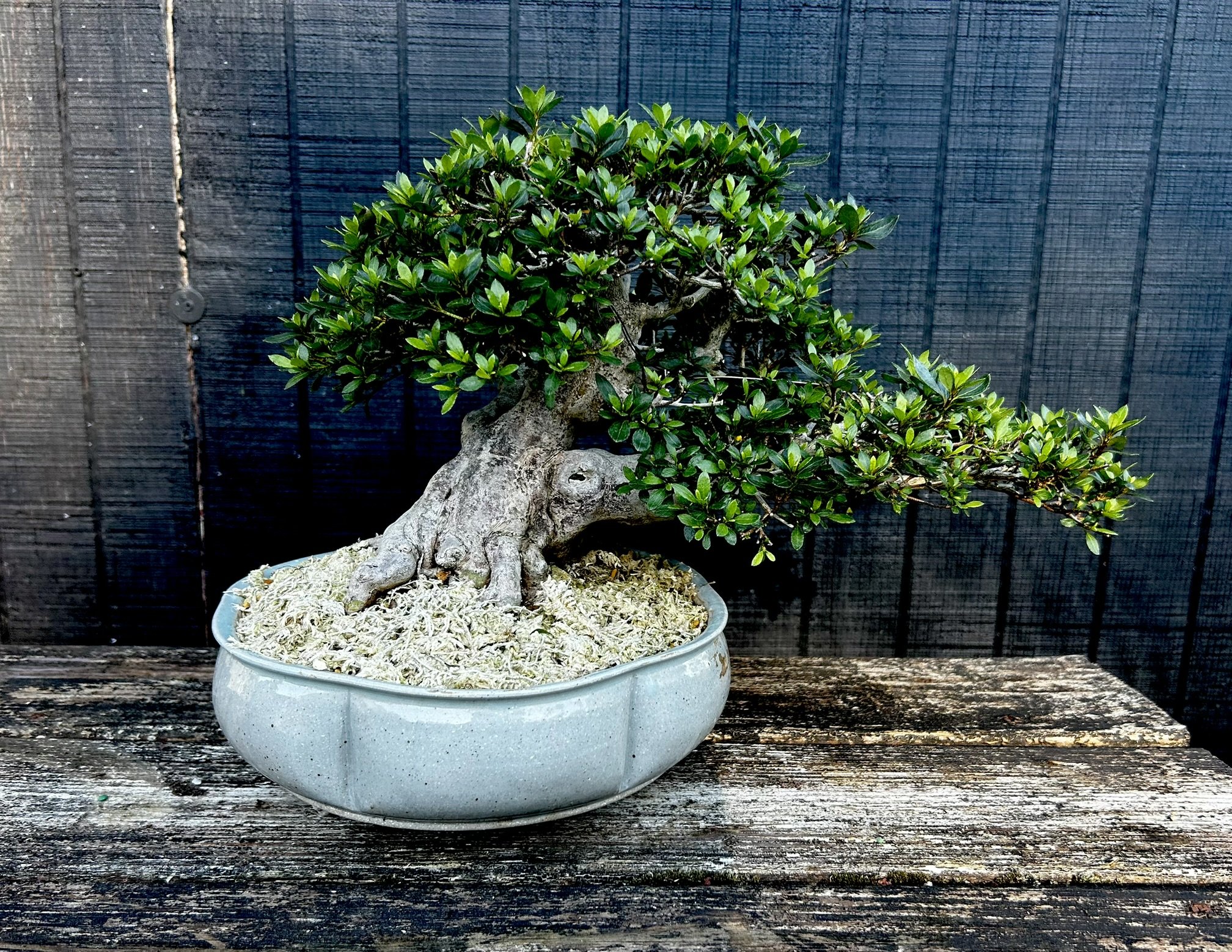 Kifu Bonsai Open House | June 20, 2026