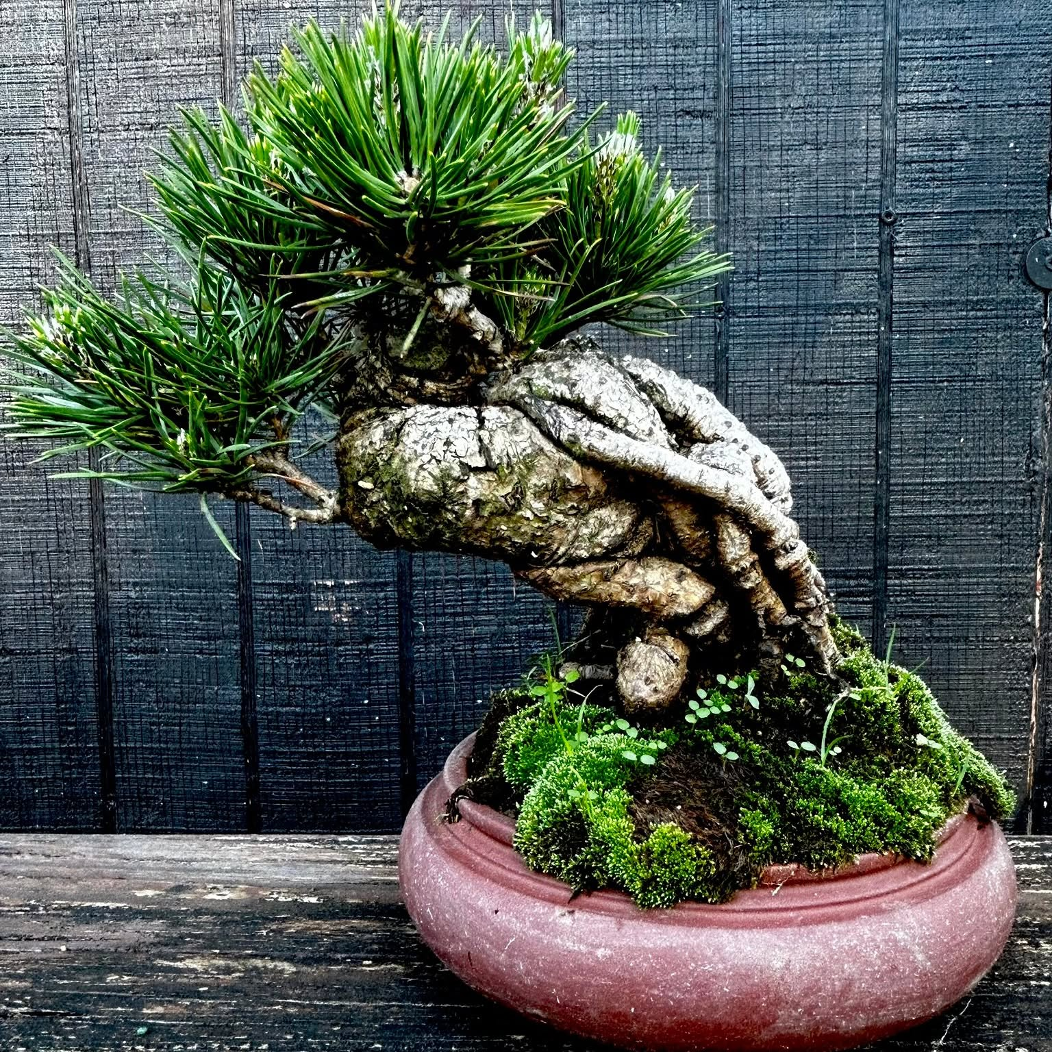 Annual Kifu Bonsai Open House | June 20, 2026 | 10-50% off everything