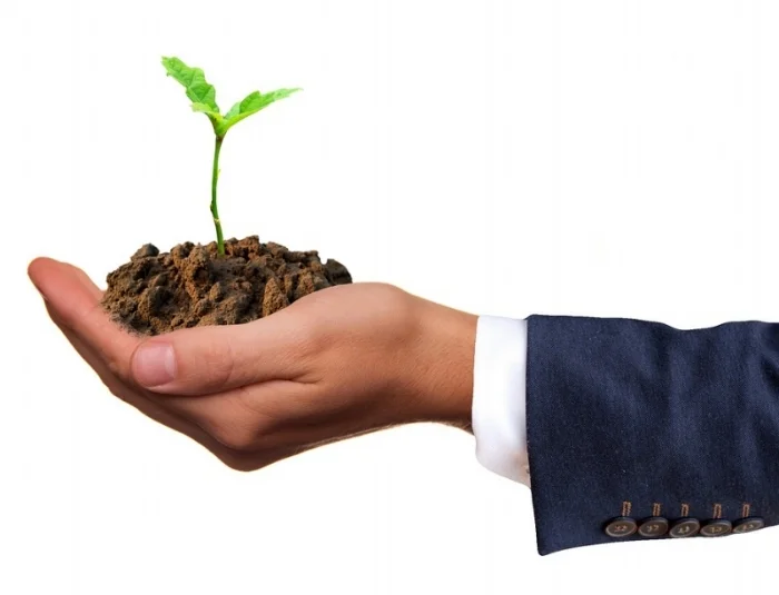 seedling.jpg