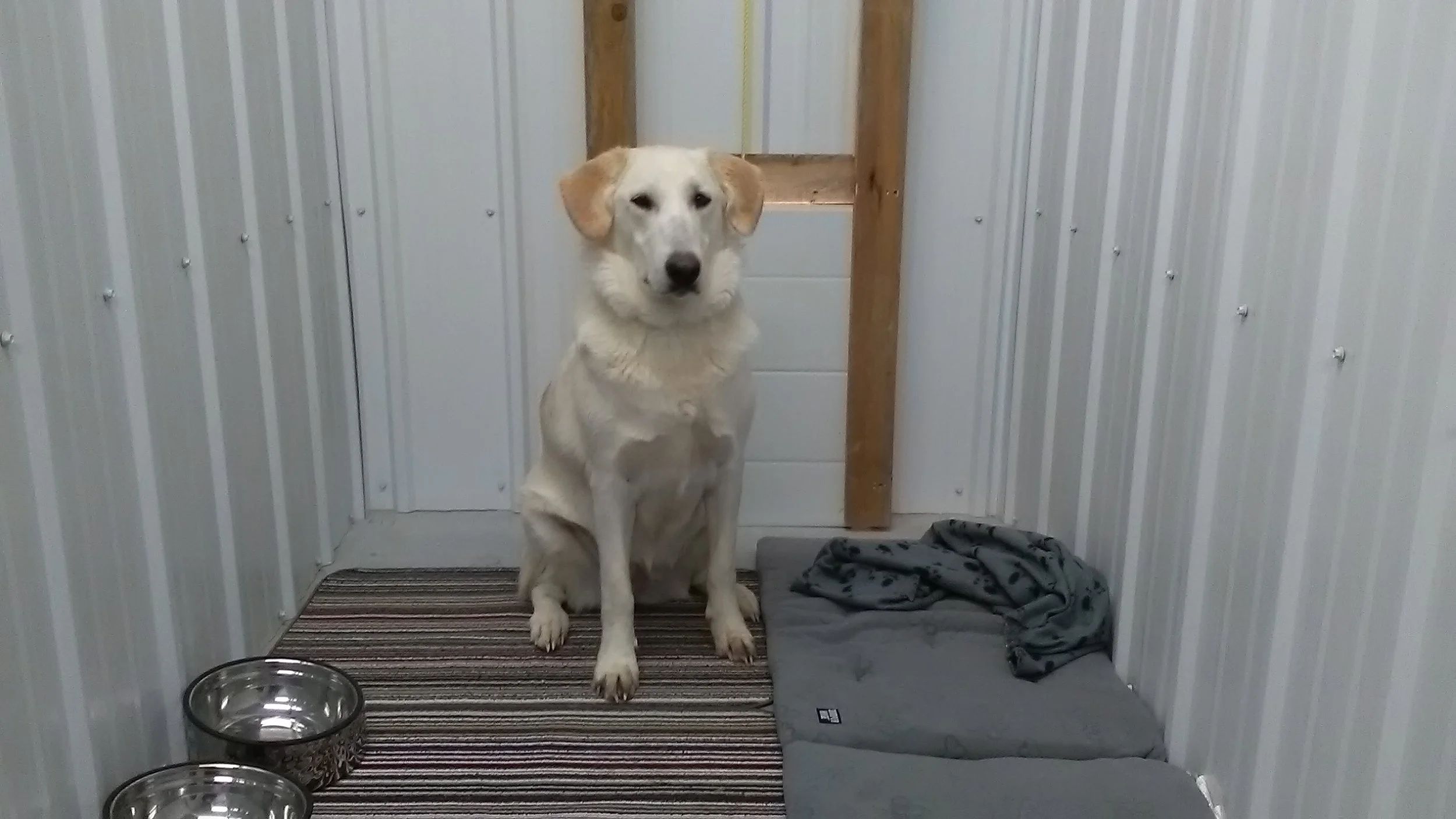 Gallery — Sundog Boarding Kennels