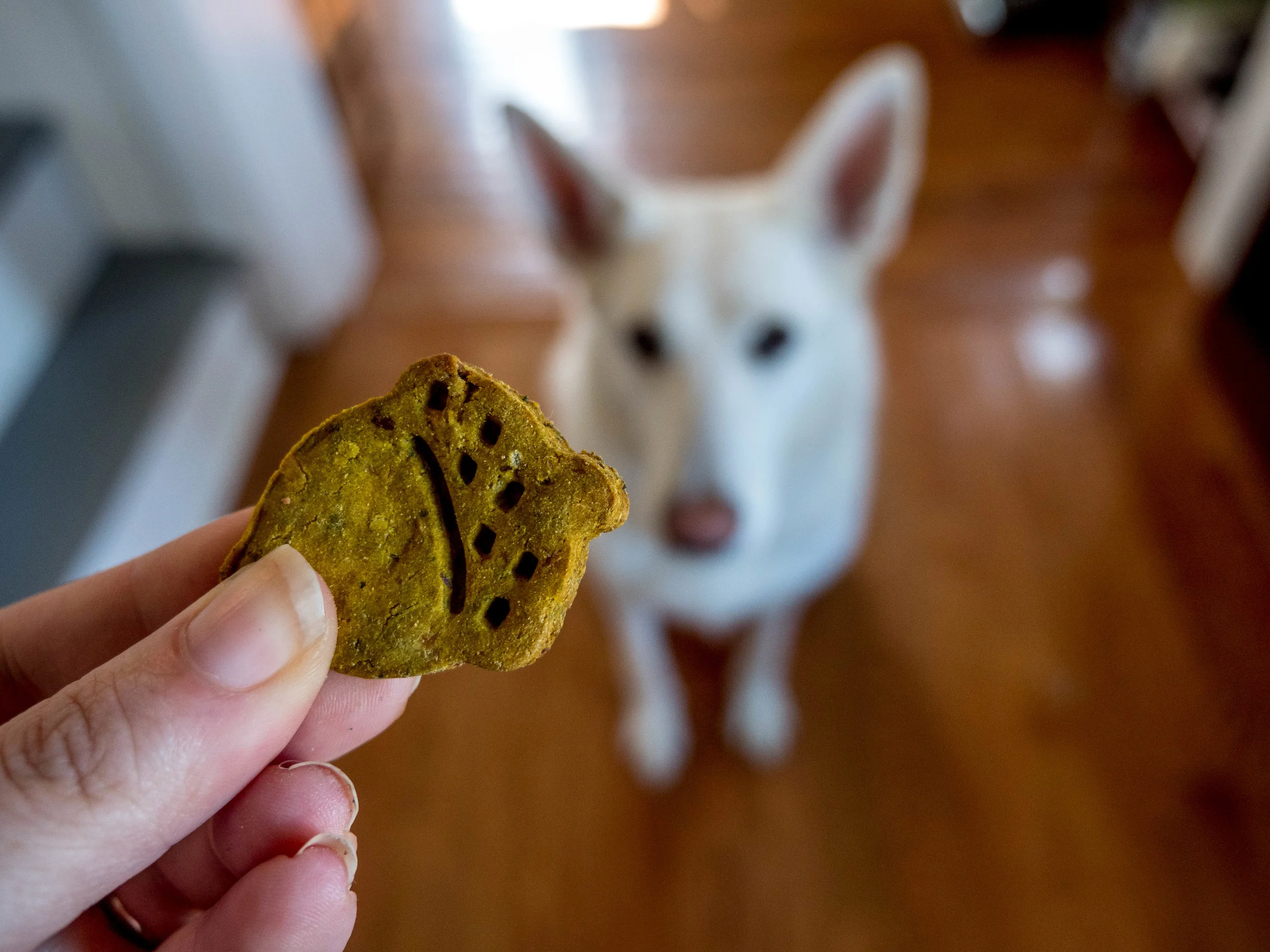 dogtreats-4.jpg
