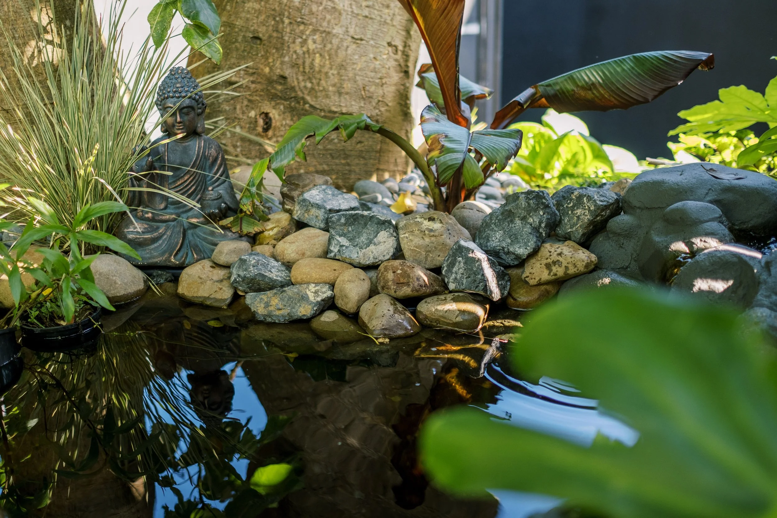 Hauora pond.jpg
