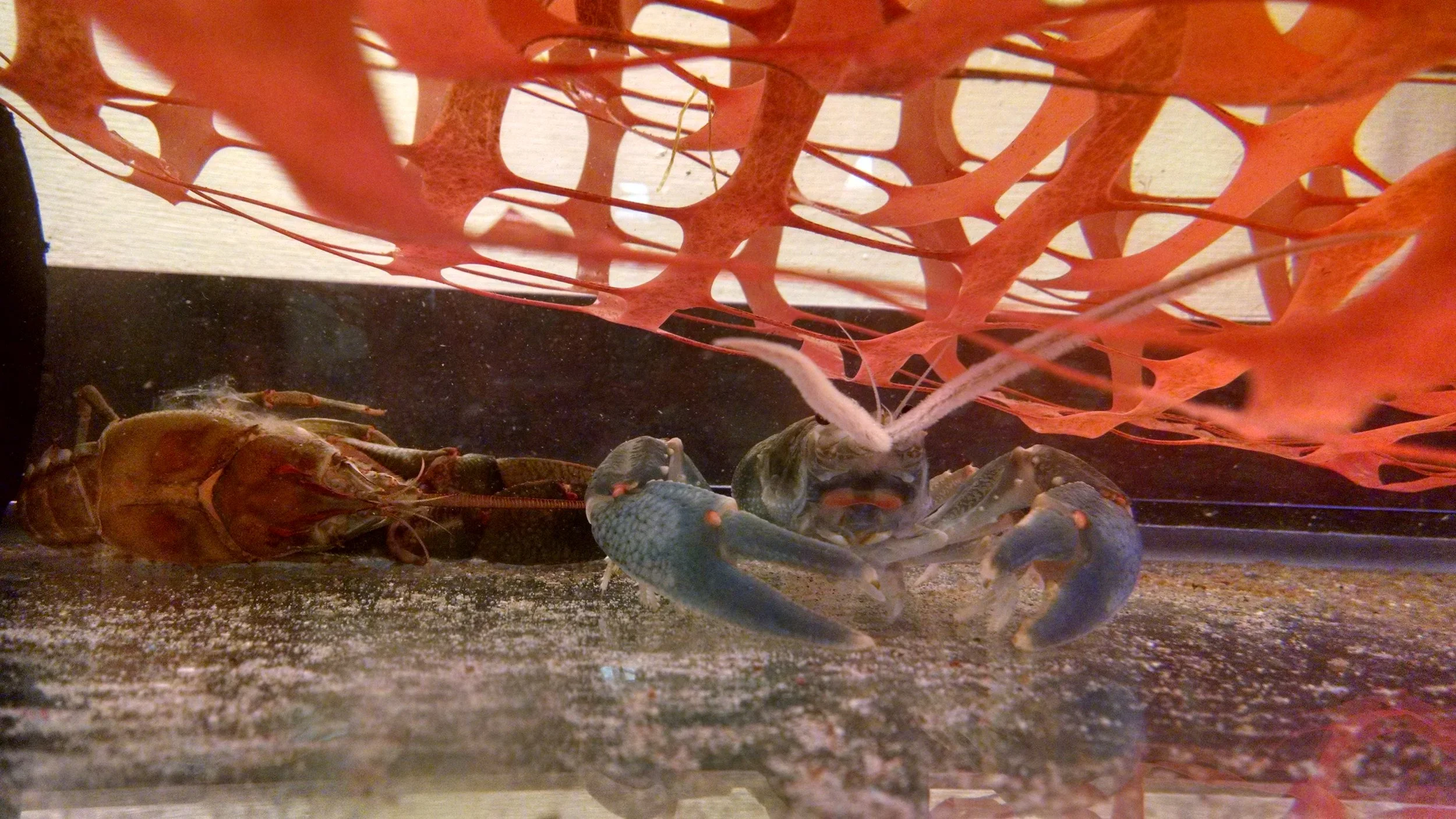 Another crayfish ( Barbicambarus cornutus ) with its molt from my previous lab at UK. The orange mesh is to provide them with some structure.