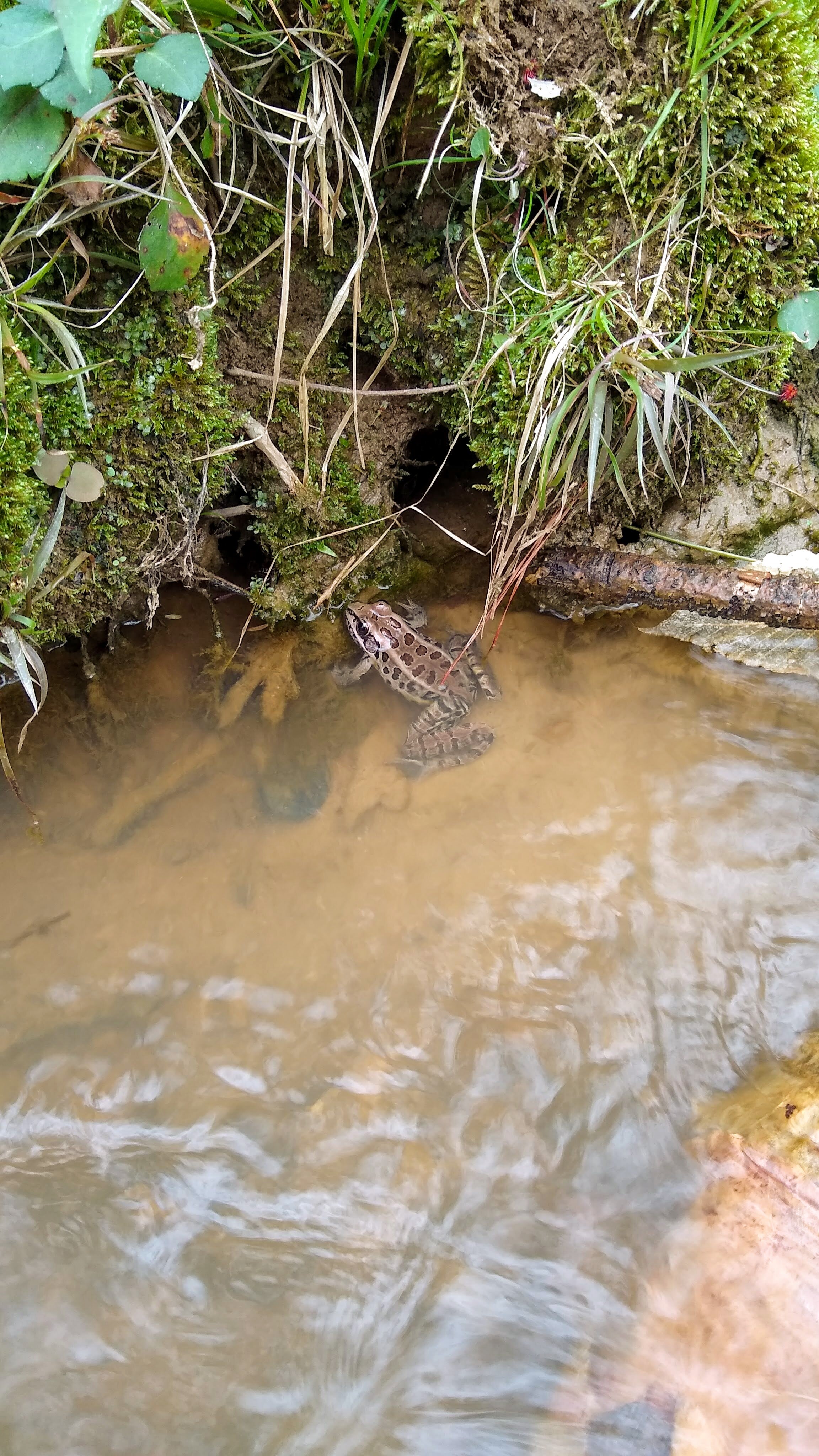 Leopard frog.jpg