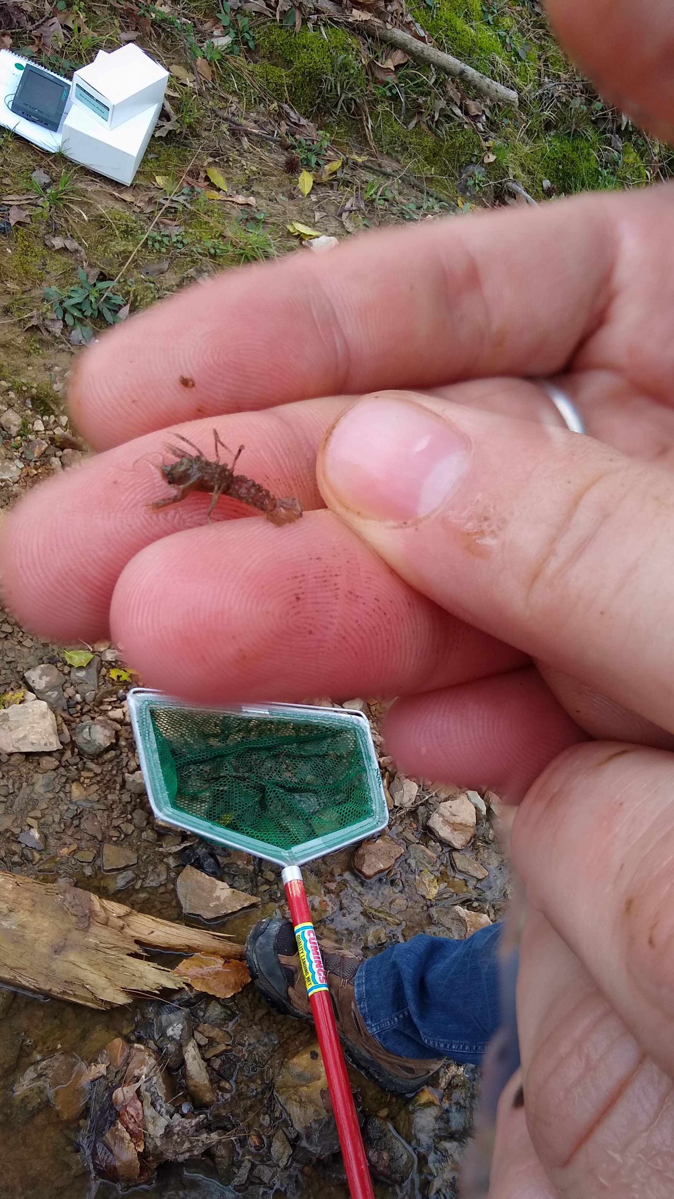 Baby crayfish 2.jpg