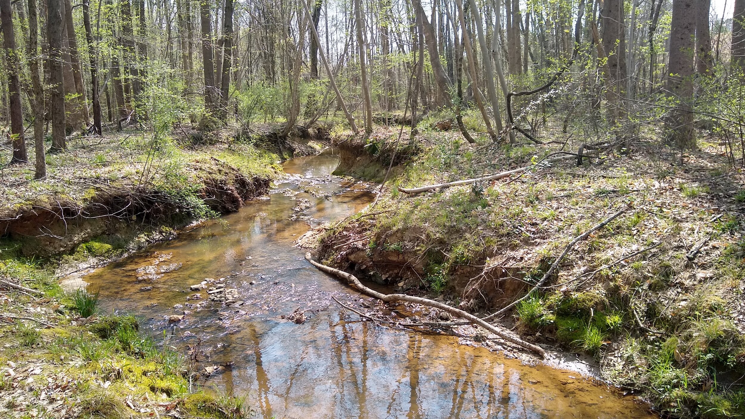 The stream downstream of the culvert.jpg