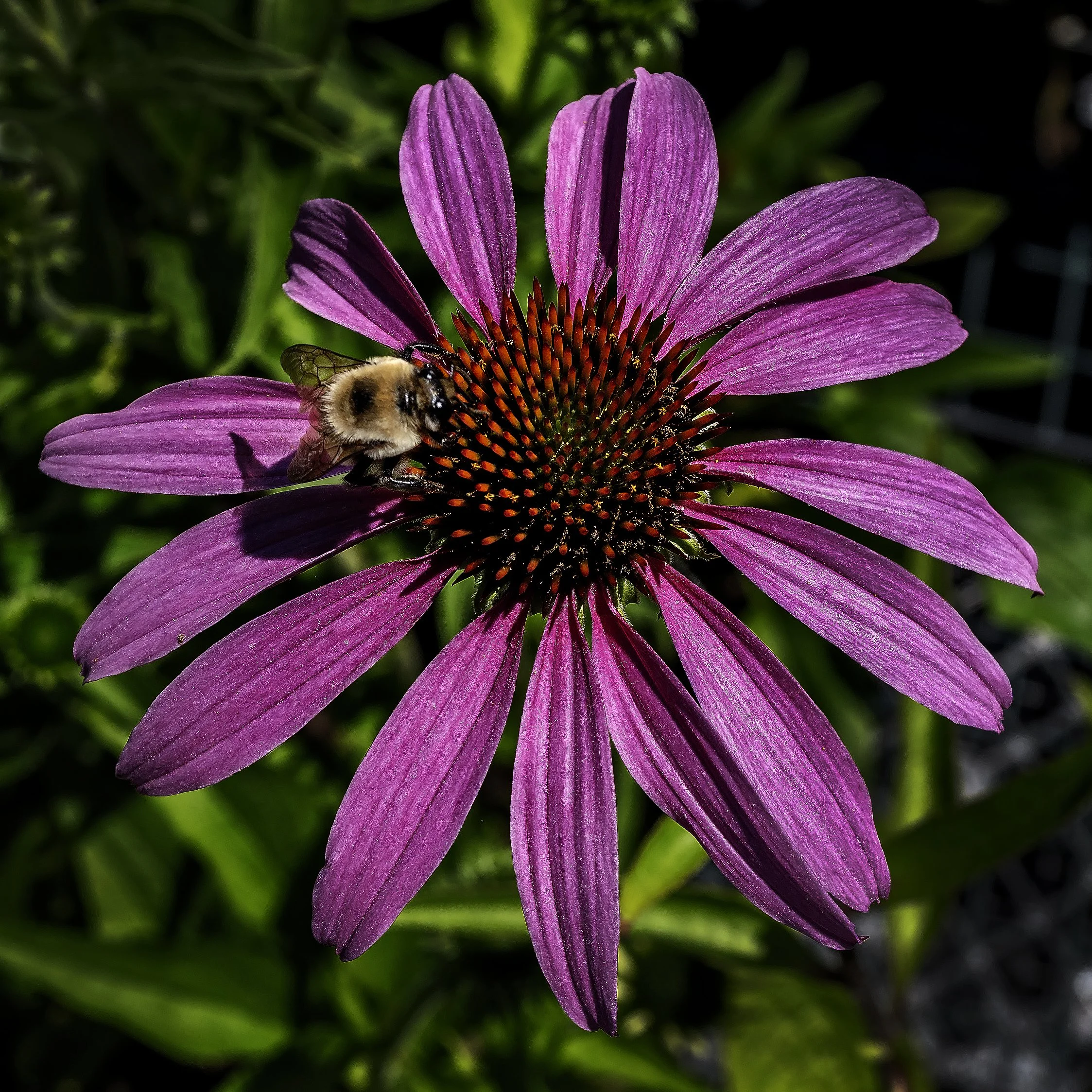 Flowers_8178.jpg