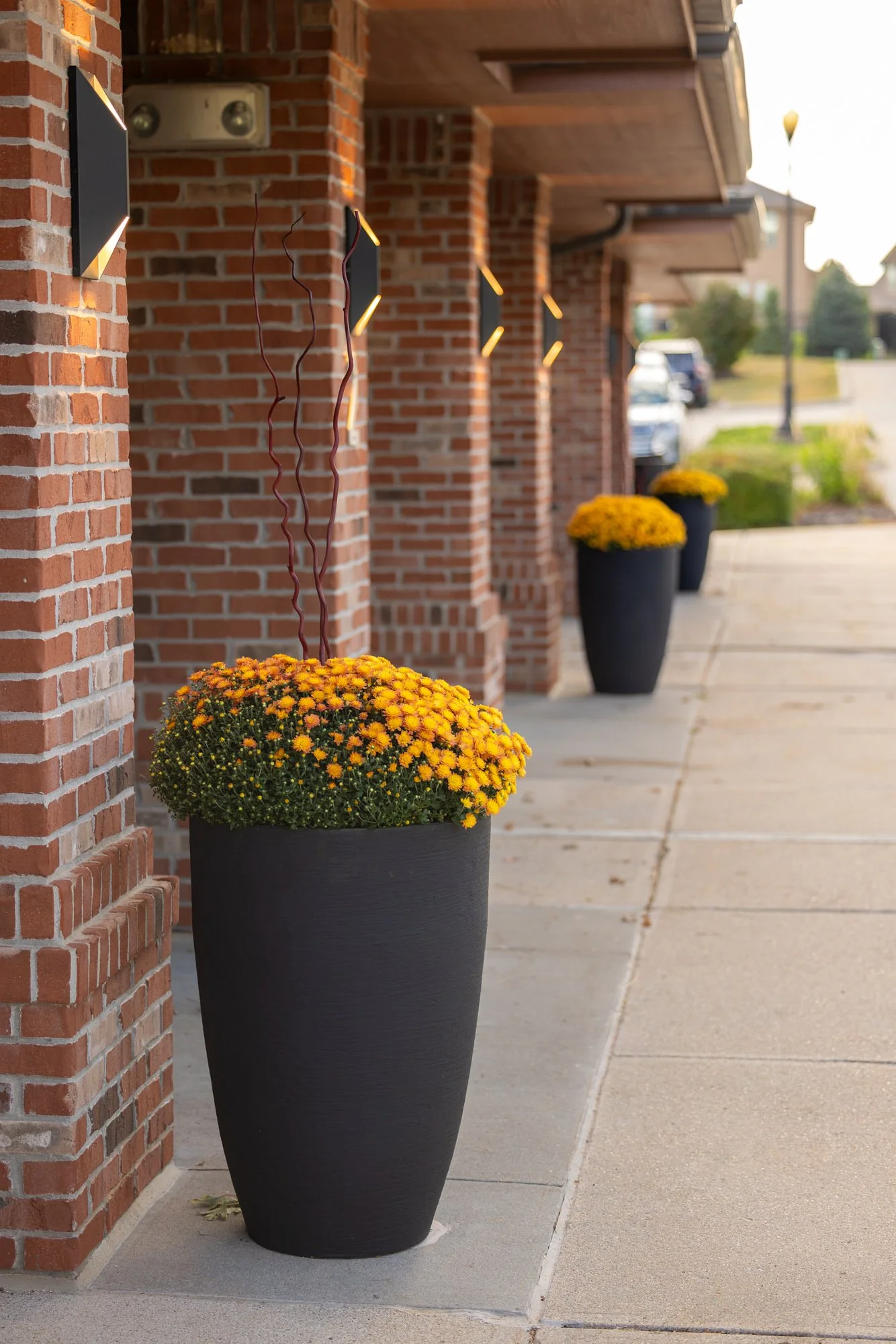 Outdoor sidewalk with large black flower pots containing yellow chrysanthemums, lined up along a brick building with wall-mounted light fixtures, in a suburban area during daytime.