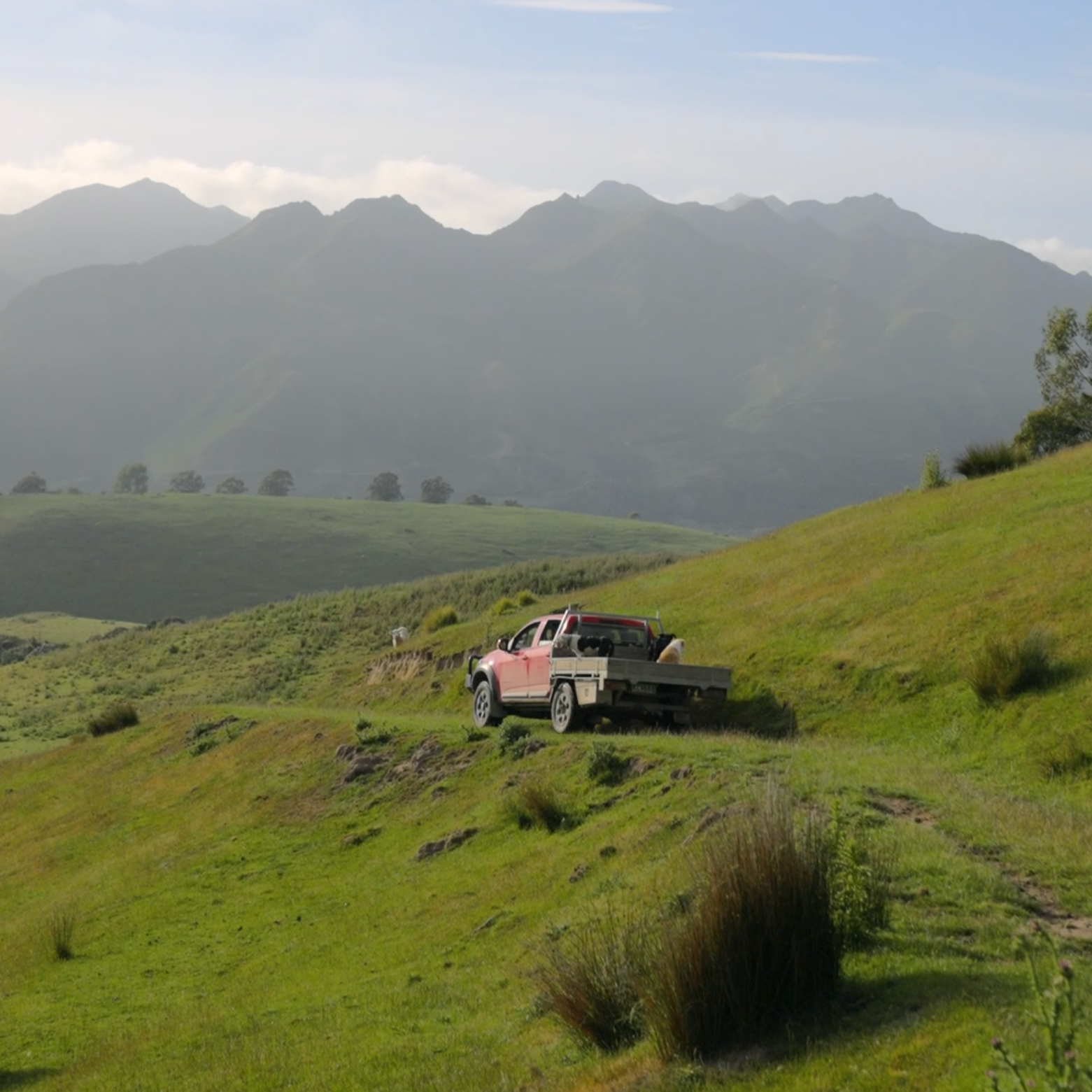 Silver Fern Farms | Net Carbon Zero