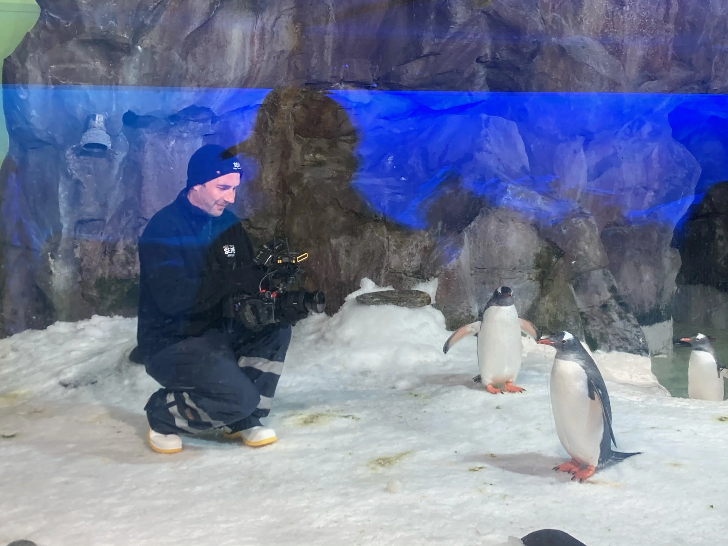 Steve Penguins.JPG