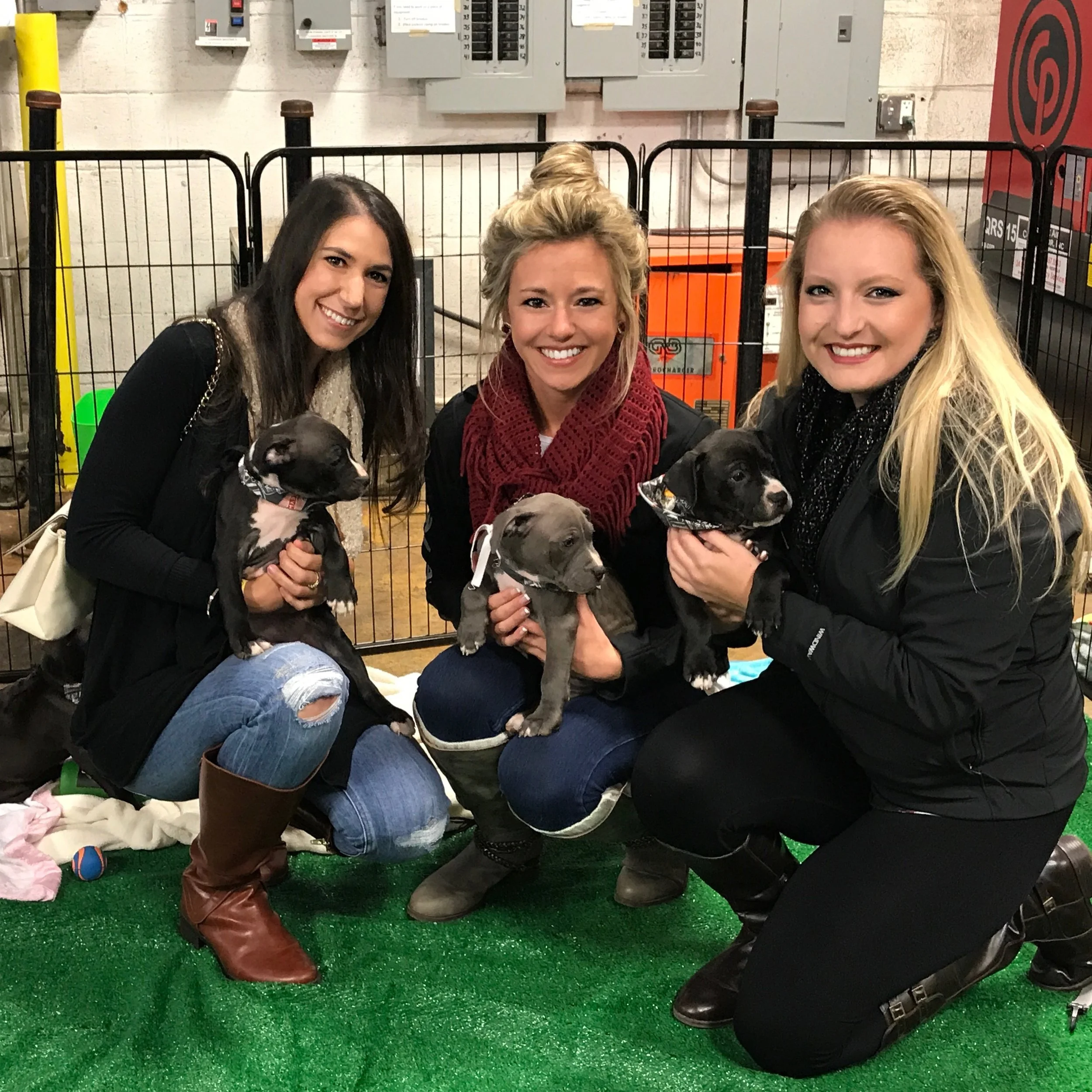 Dog Star Rescue 2017