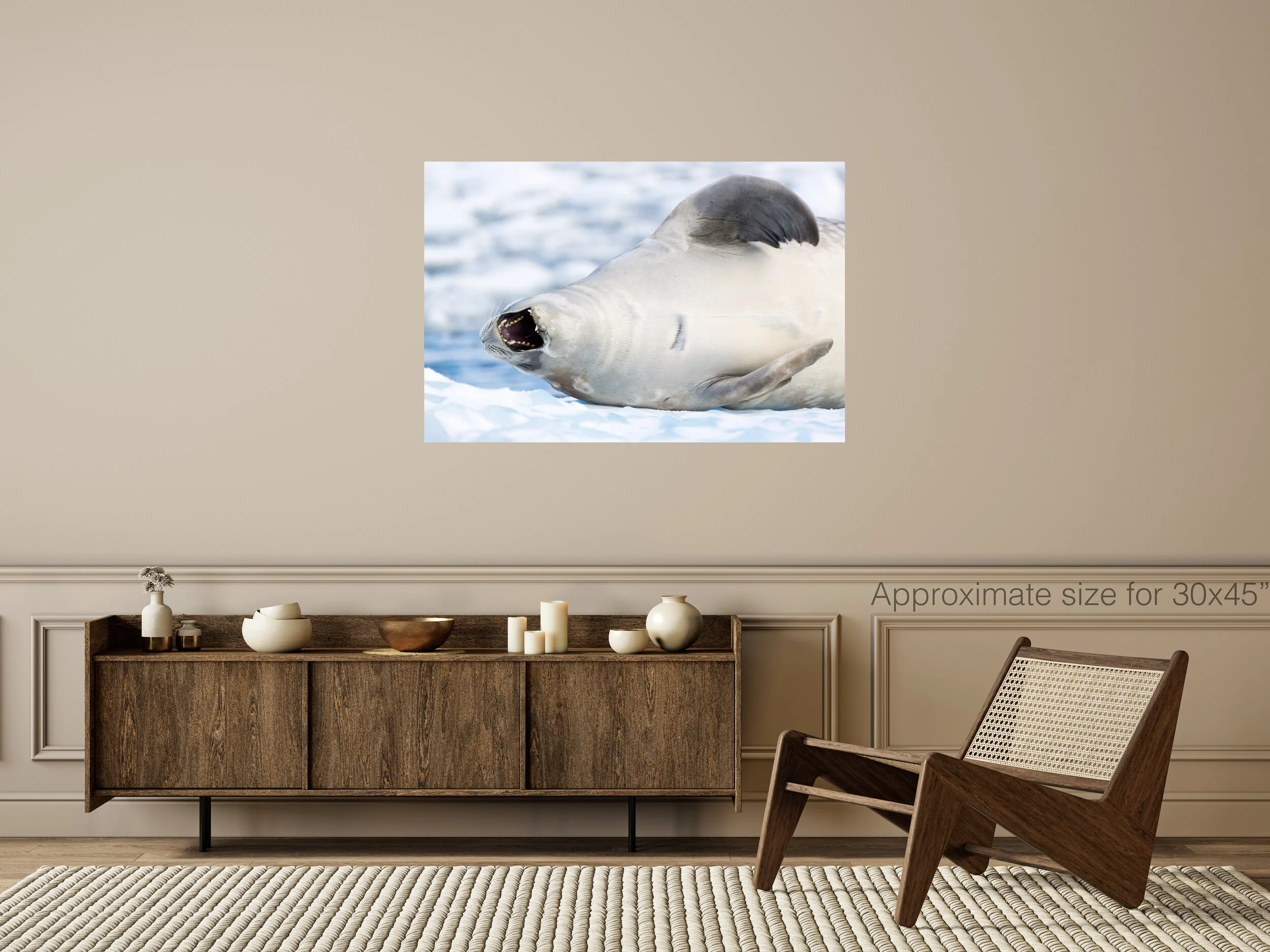 Weddell Seal 30x45.jpg