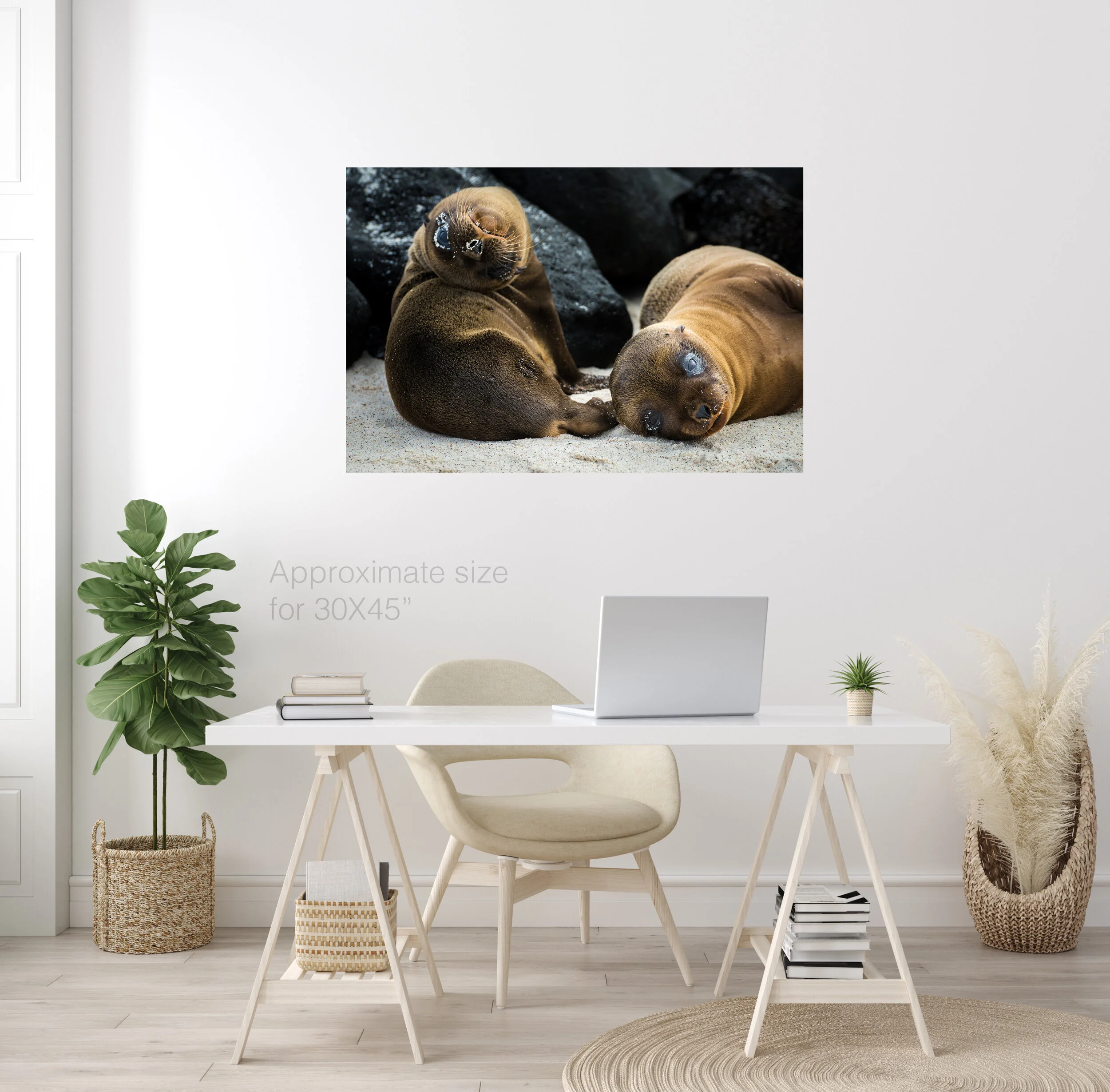 Baby seals 30x45.jpg