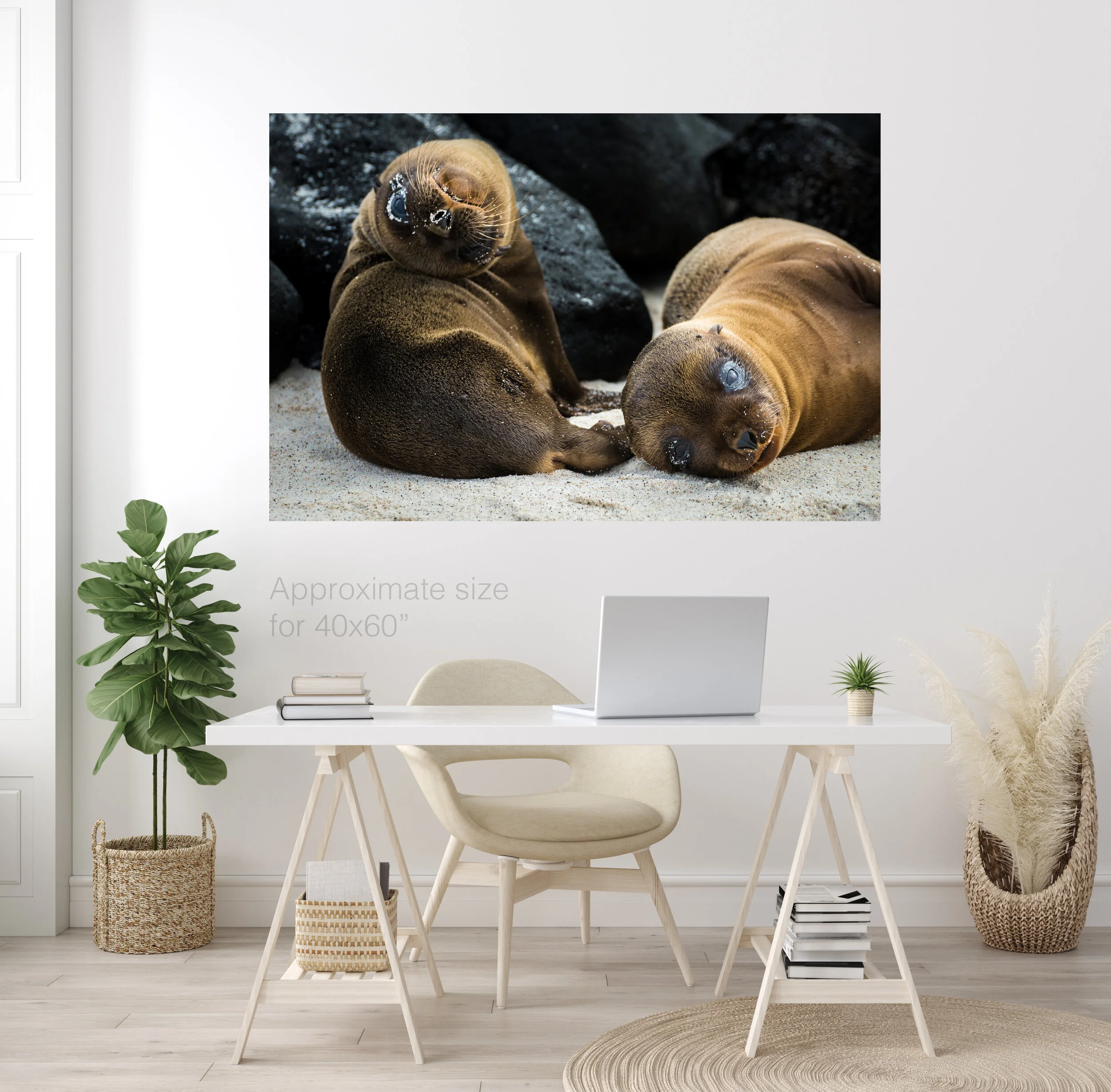 Baby seals 40x60.jpg