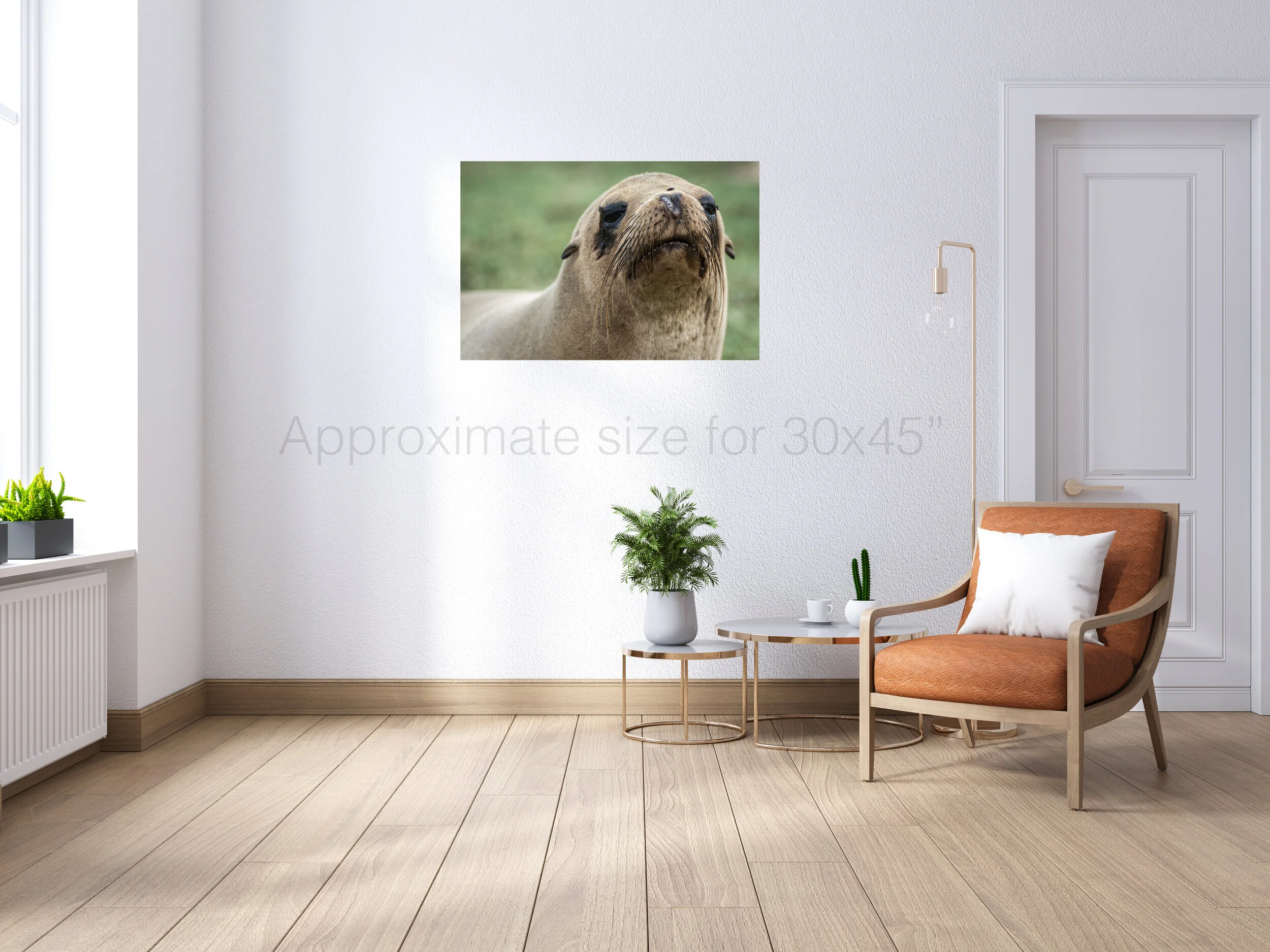 Sea lion with fly 30x45.jpg