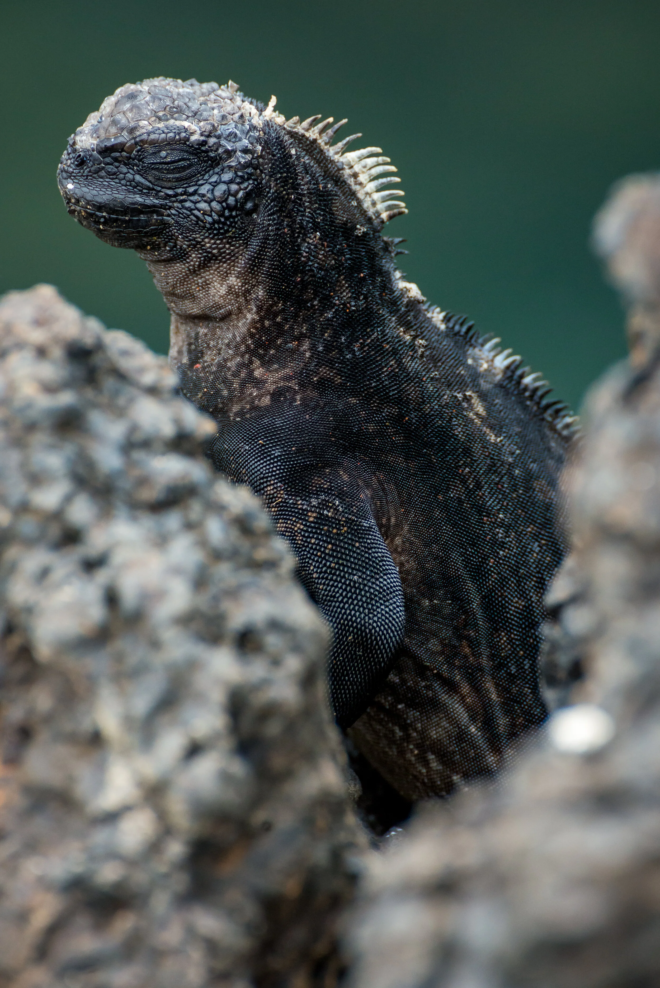 Marine iguana.jpg