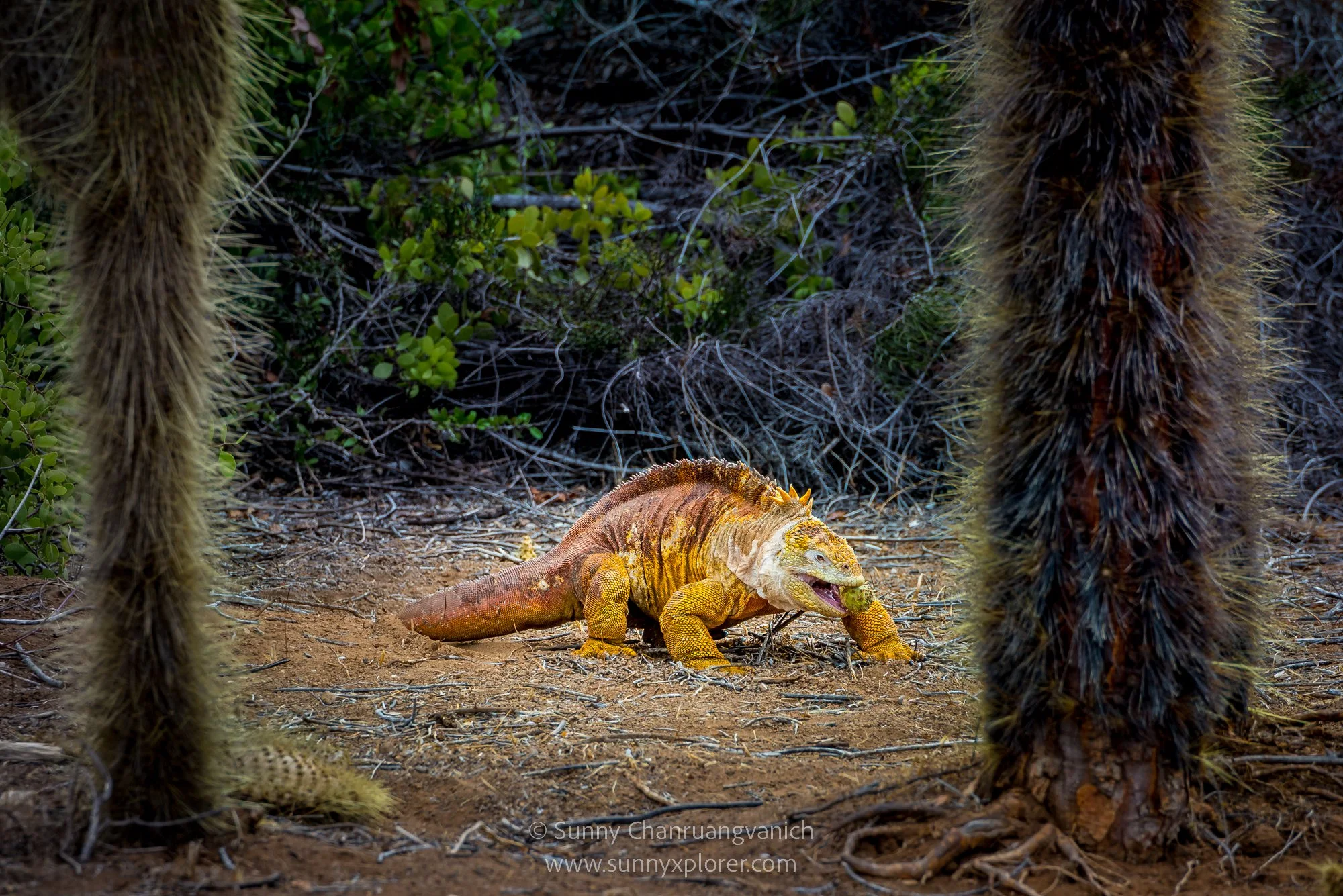 _DSC7206-Edit.jpg