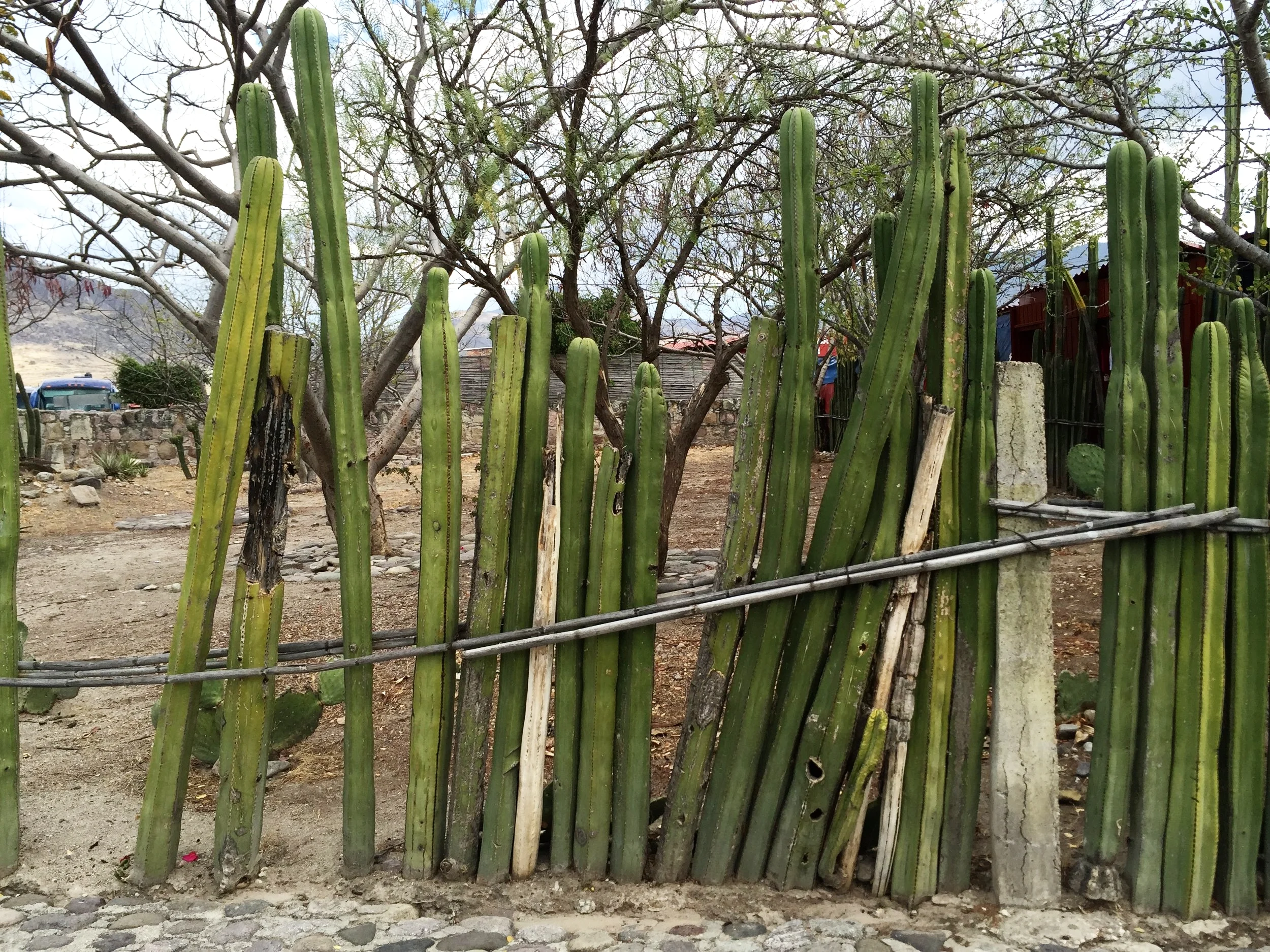 Lauren's iphone 1401.JPG