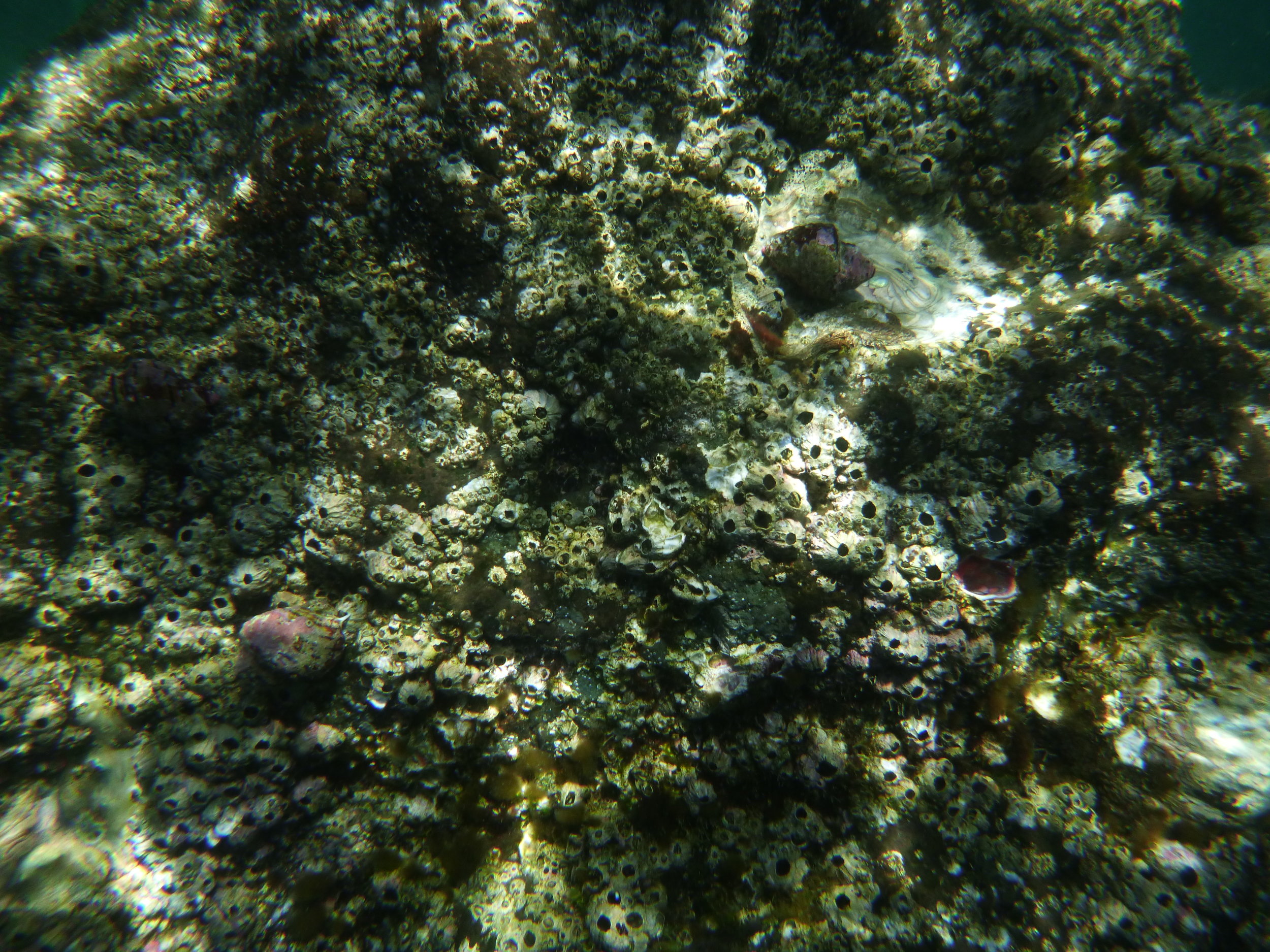 Amy Williams, "Barnacles" (2018)