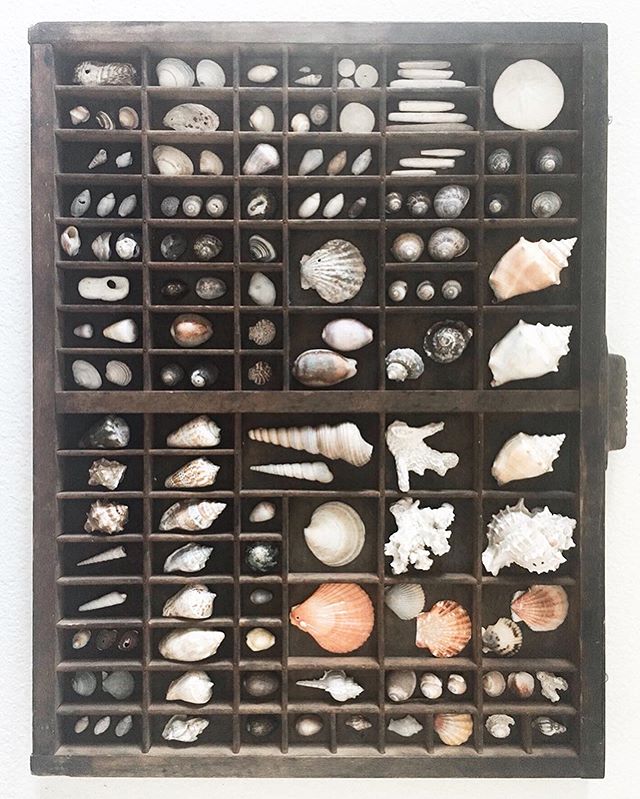 🐚 SHELLS | Displayed by Evie &amp; Ema.
.
.
We&rsquo;ll be studying our seashells and a bit of marine life, since we live near tide pools and the Birch Aquarium at Scripps!
.
.
I actually have never been to the Birch Aquarium, but the girls have gon