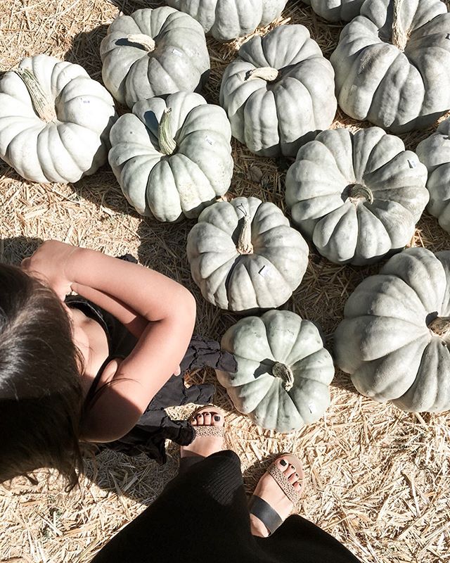 ☀️FIELD TRIP | Summers Past Farms is a little gem in Flinn Springs (El Cajon) with a small pumpkin patch, a field for families to picnic on, a lovely garden, small corn maze, a cute shop full of farmhouse style goods, soap shop, and a coffee bar! We 