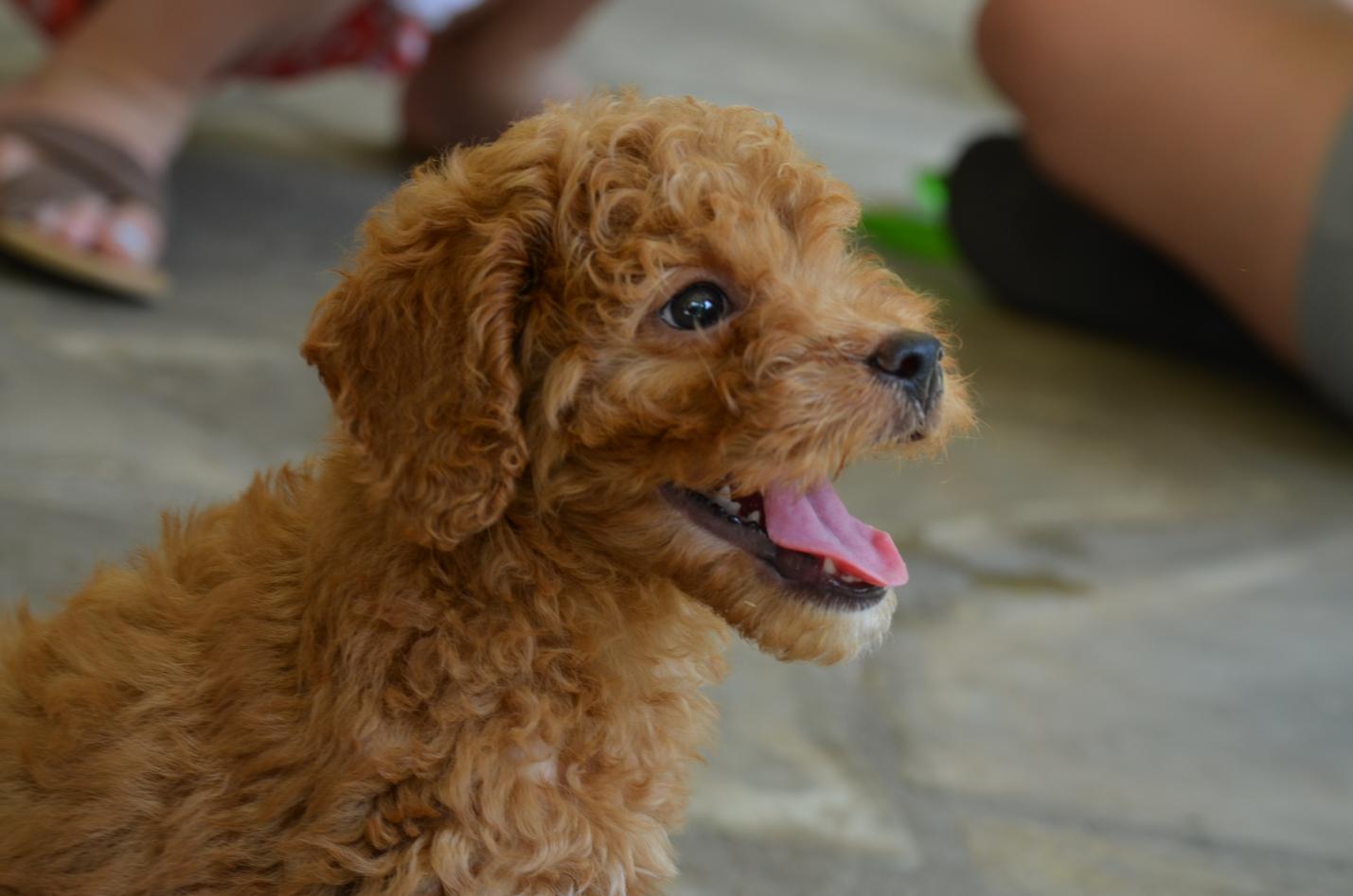 Irishdoodle.jpeg