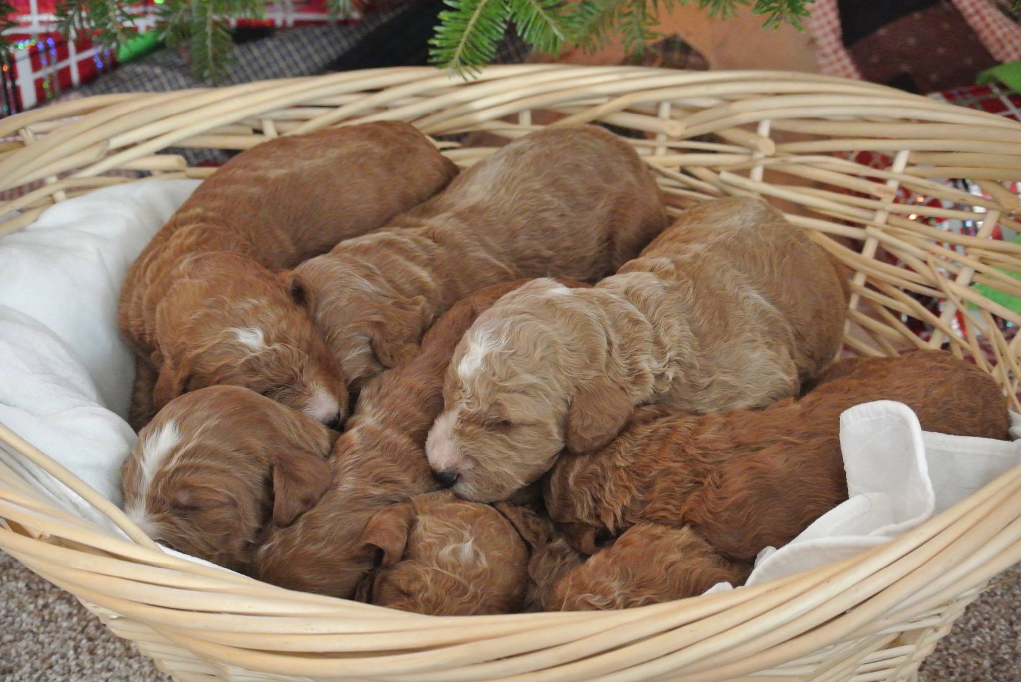 Irishdoodles-in-basket.jpg