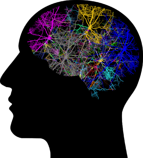 cranium-3244118_1280.png