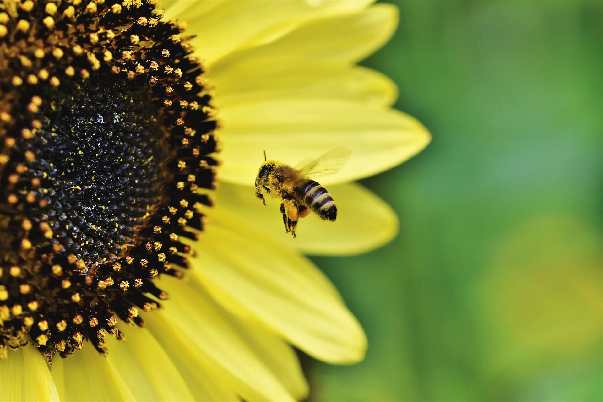 bee-4475324_1920.jpg