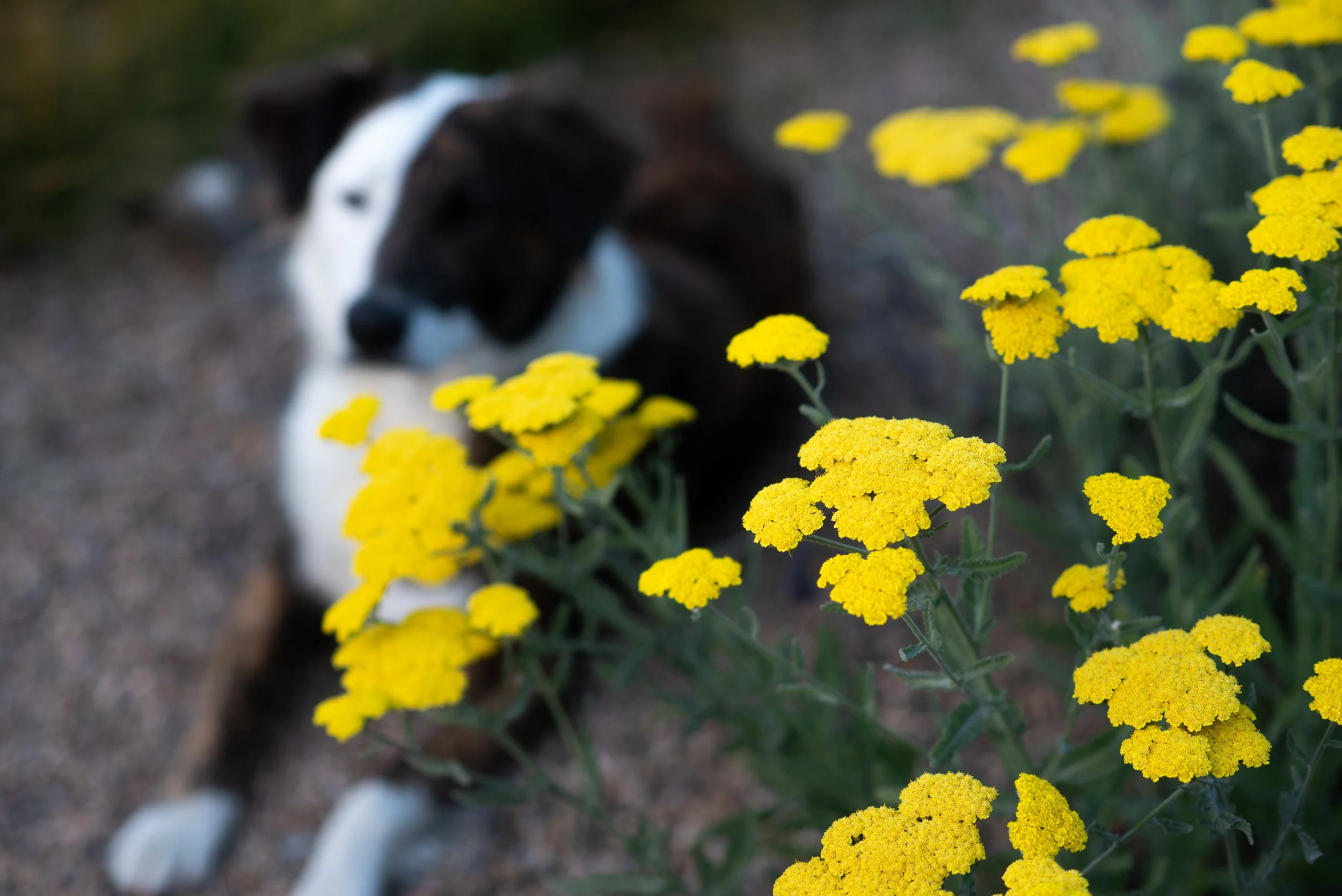Creating Gardens That Grow with Time