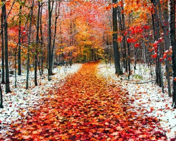 Picture credits: Some photos found on Google Images