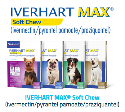 Iverhart Max | Does Ivermectin Kill Tapeworms | Effective Treatment Against Tapeworms | Chewable Tablets |